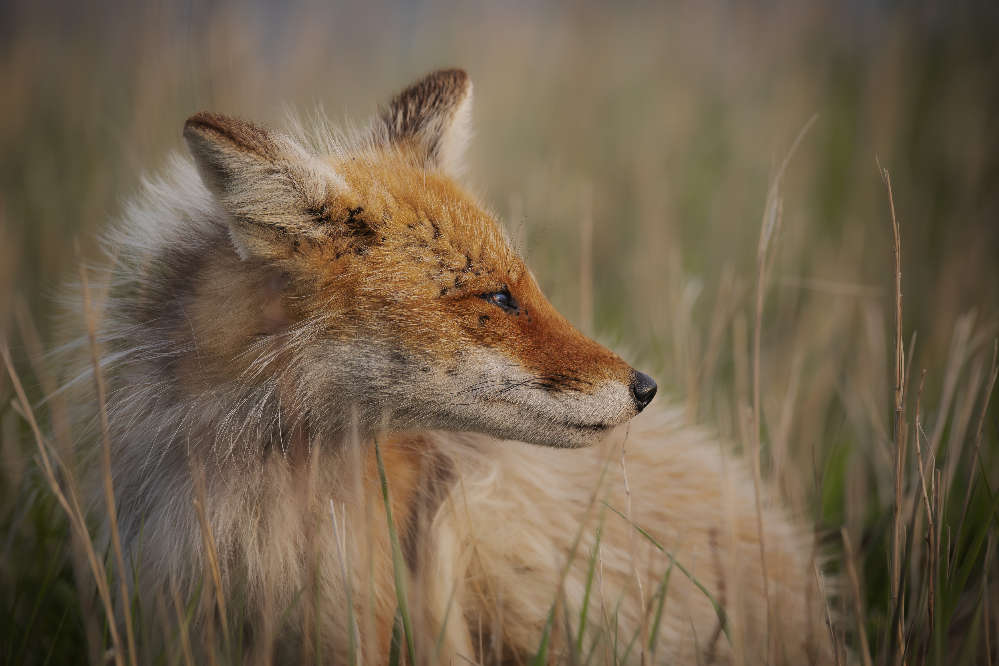 , Лаврентьев Александр