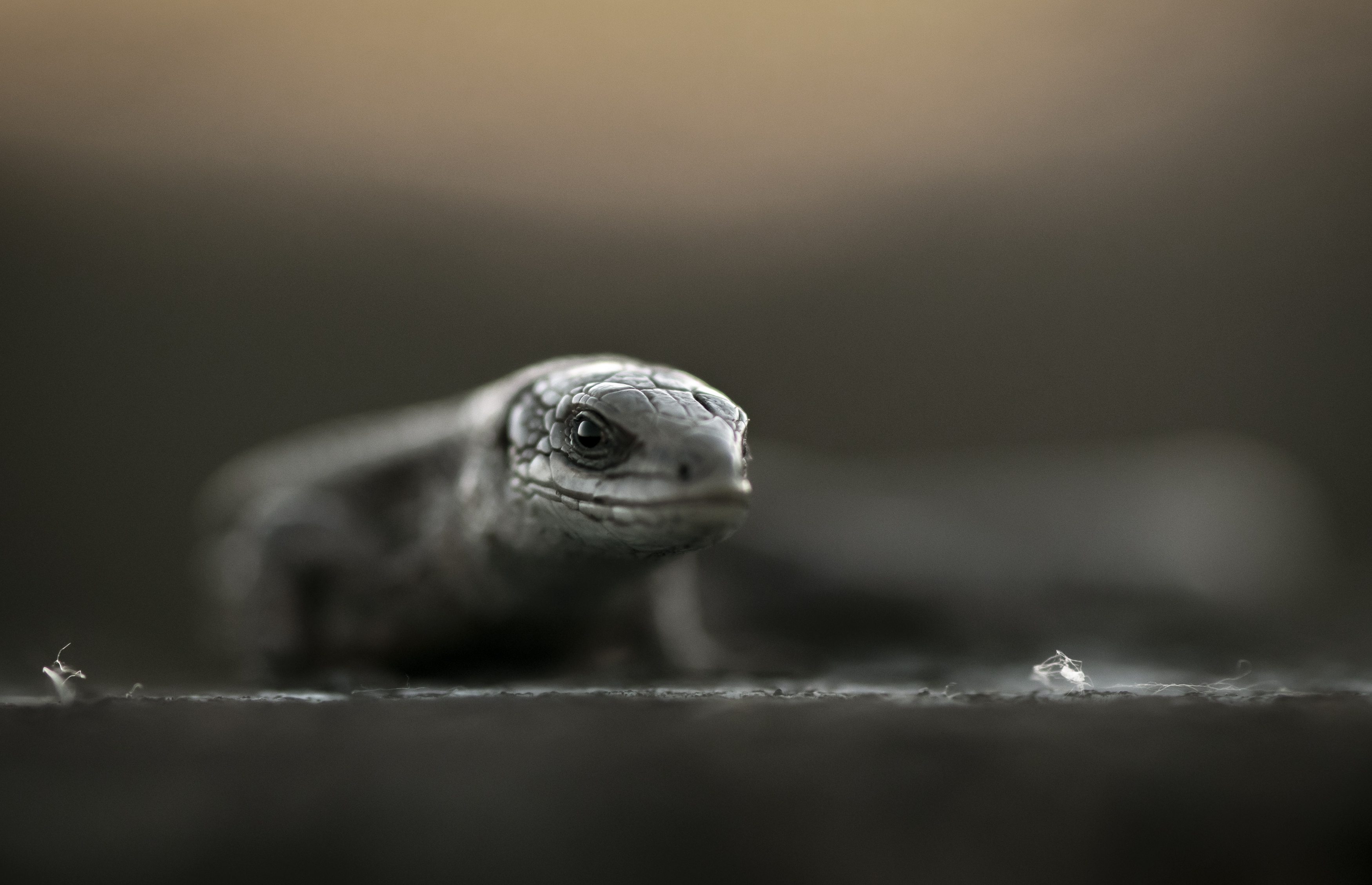 , Макеев Алексей