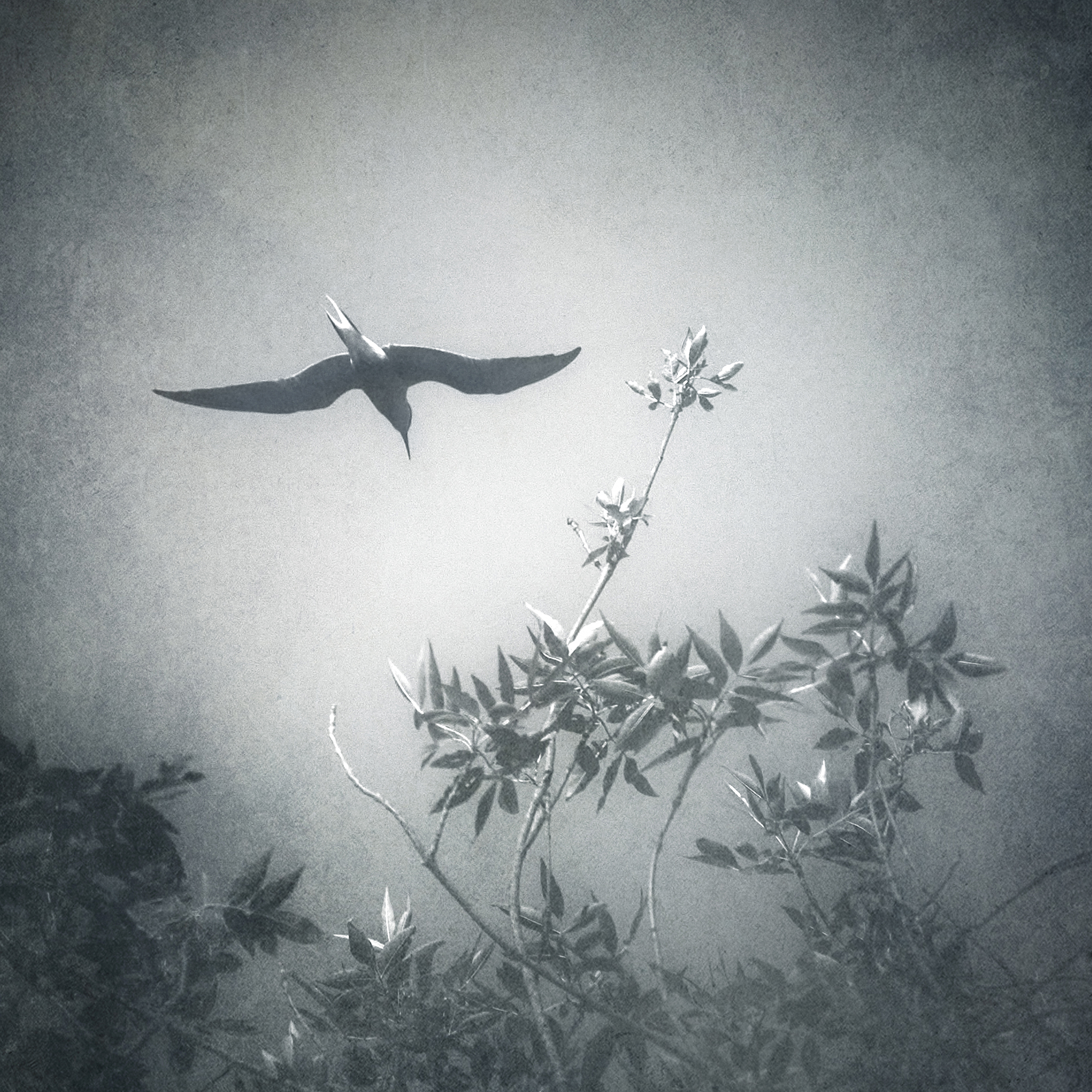 чб, пикториализм, Сергей Кот