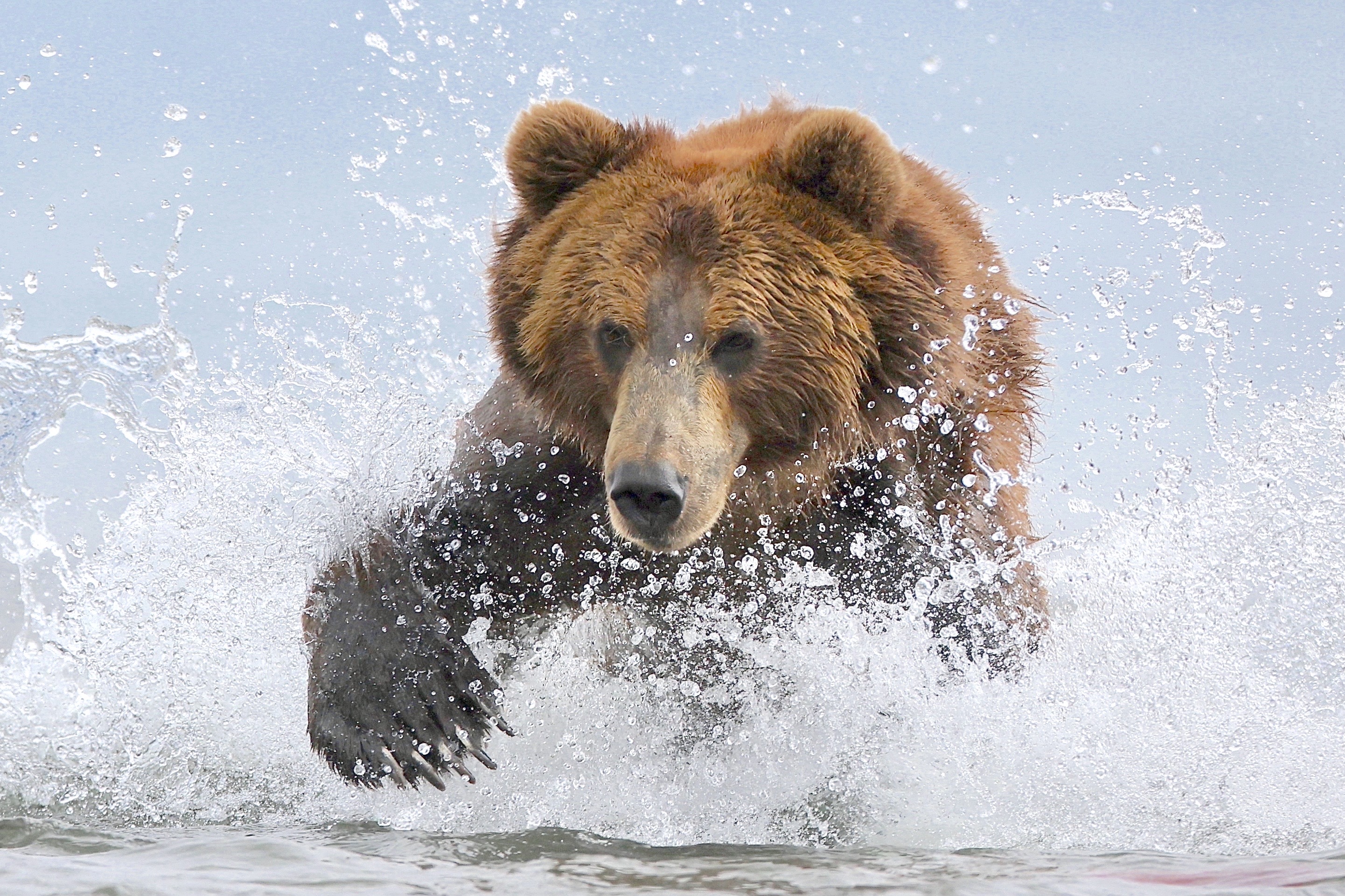 , Голубков Леонид