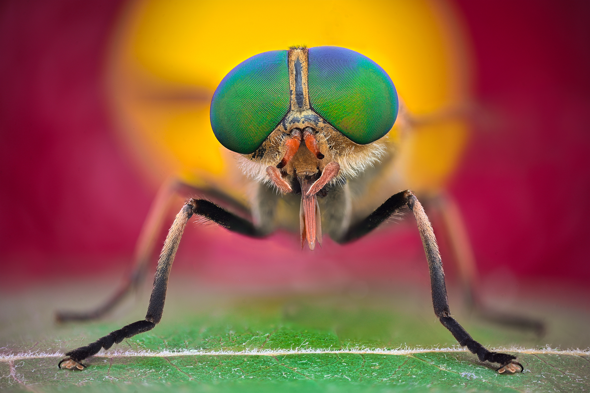 ceclii, macro, Ganev Tsvetan