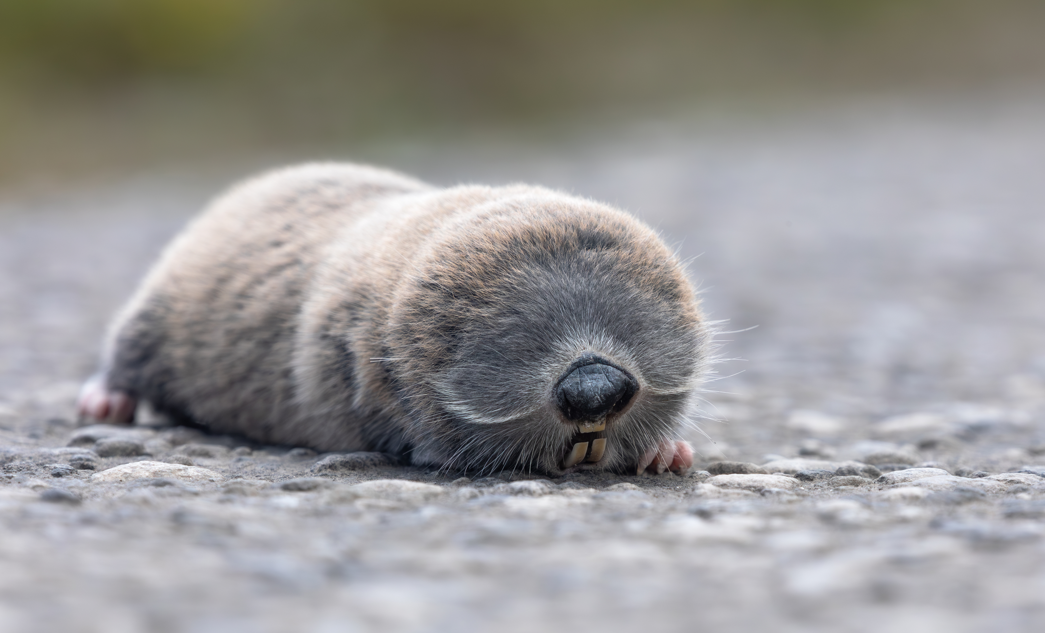 , Веревченко Михаил