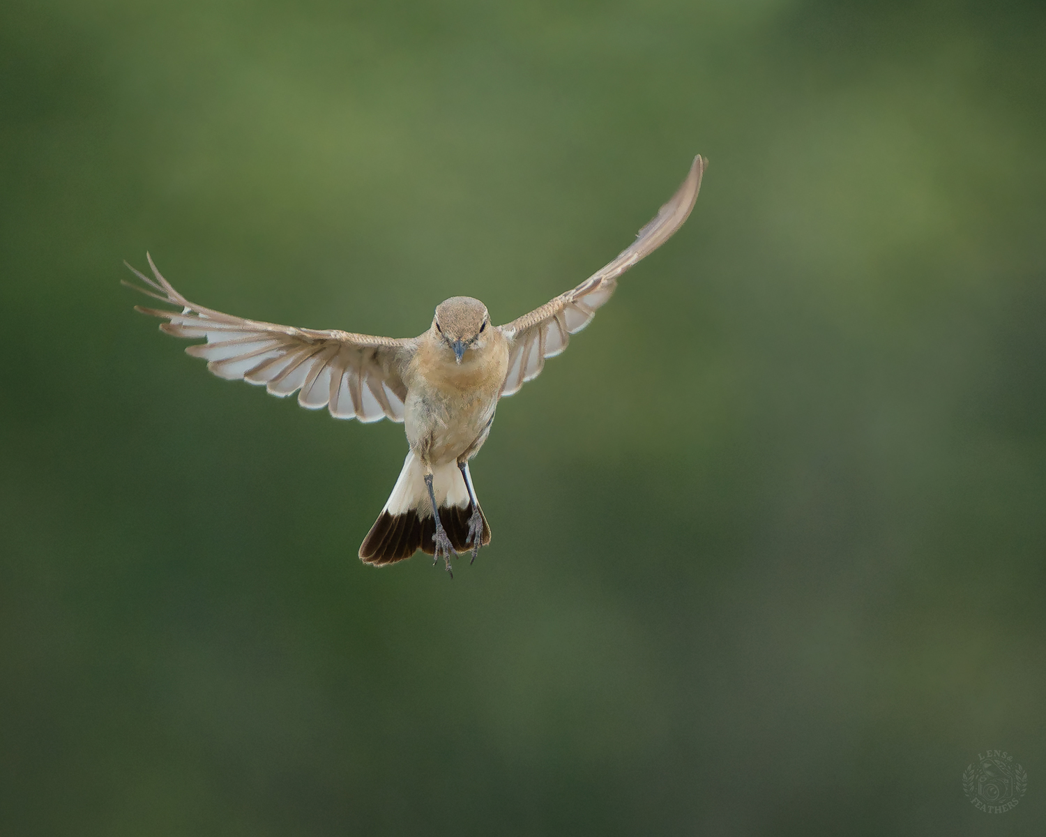 , Евгени Стефанов