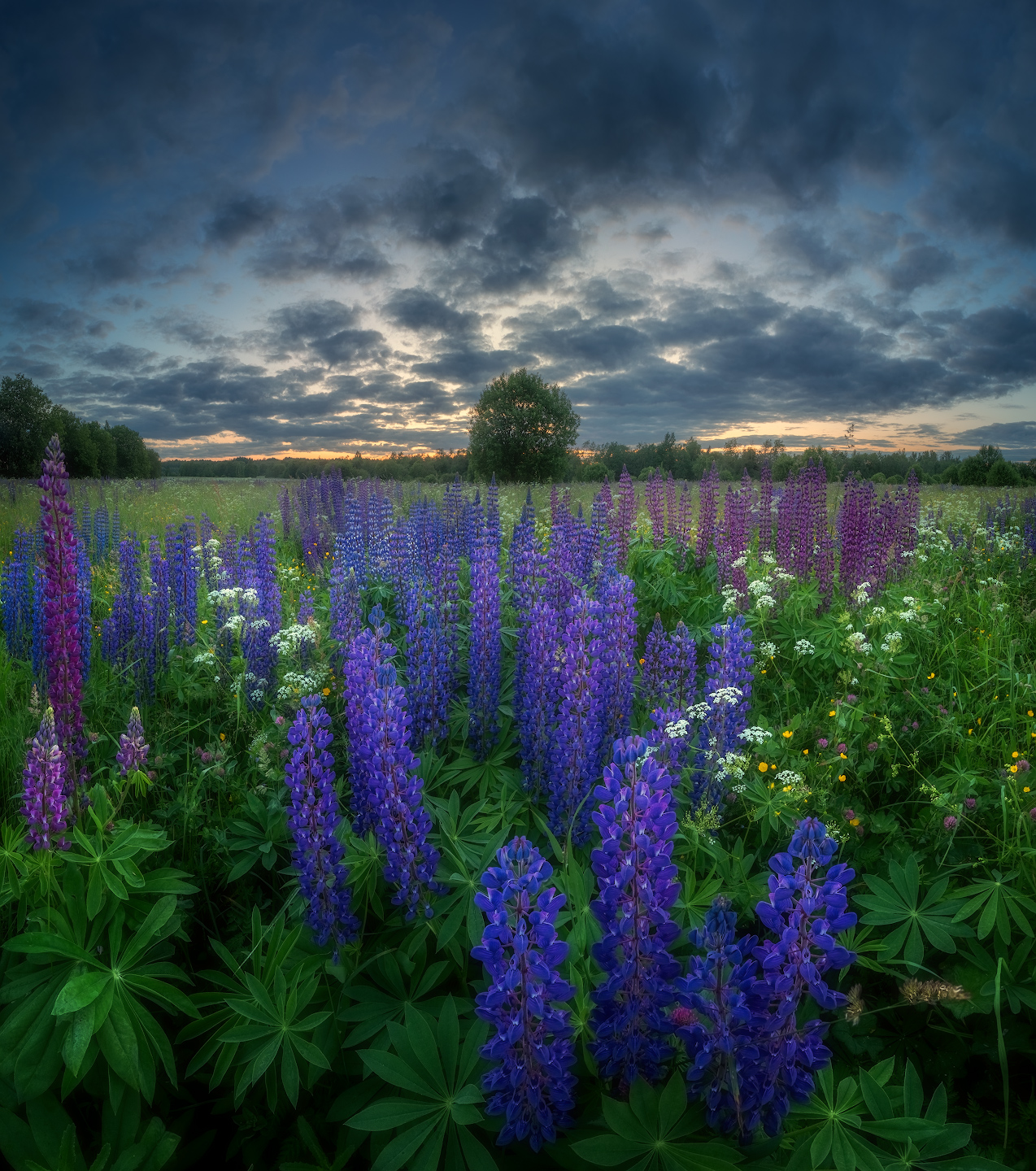 лето, люпины, цветы, поле, белаяночь, закат, рассвет, ленобласть, Марголин Алексей