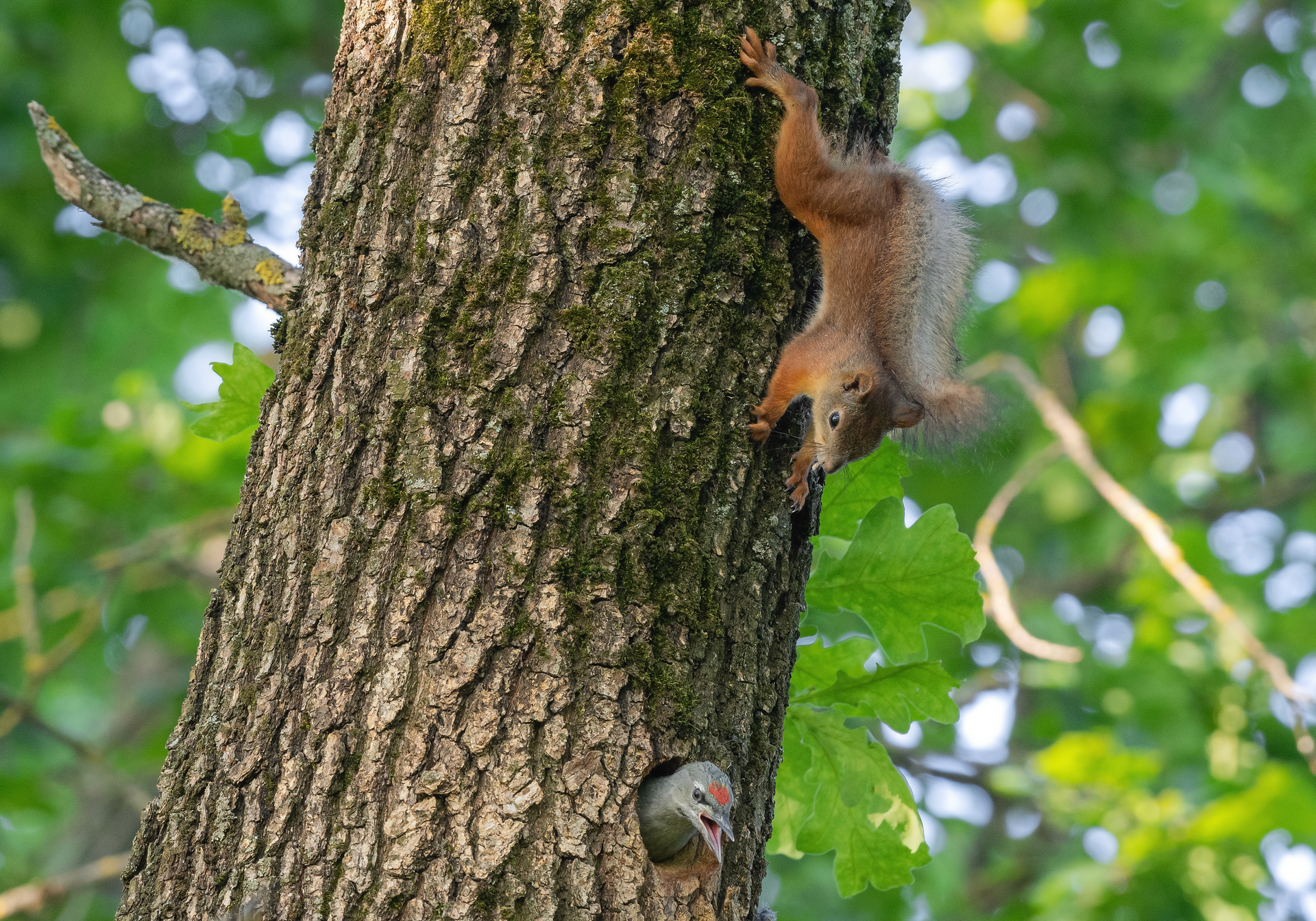 белка, животные, птицы, дятел, фотоохота, весна, лето, птенцы, Сигушин Руслан