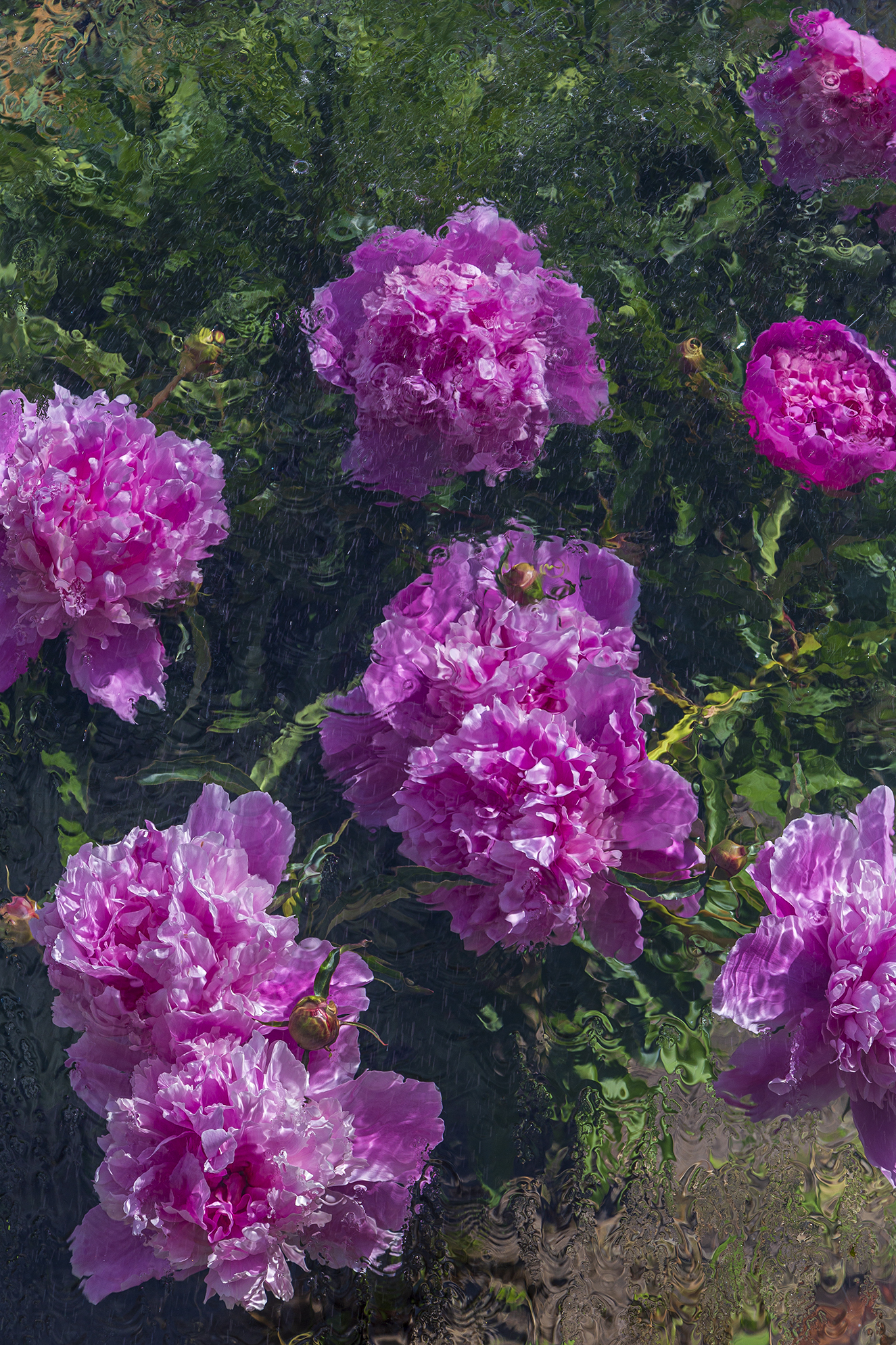 пионы., Анкудинов Леонид