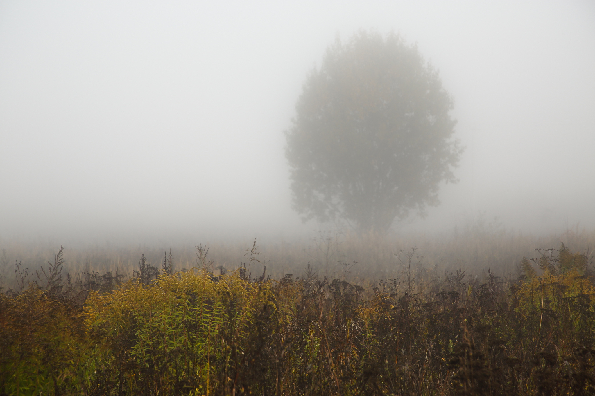 пейзаж туман утро осень, Мурзинов Виктор