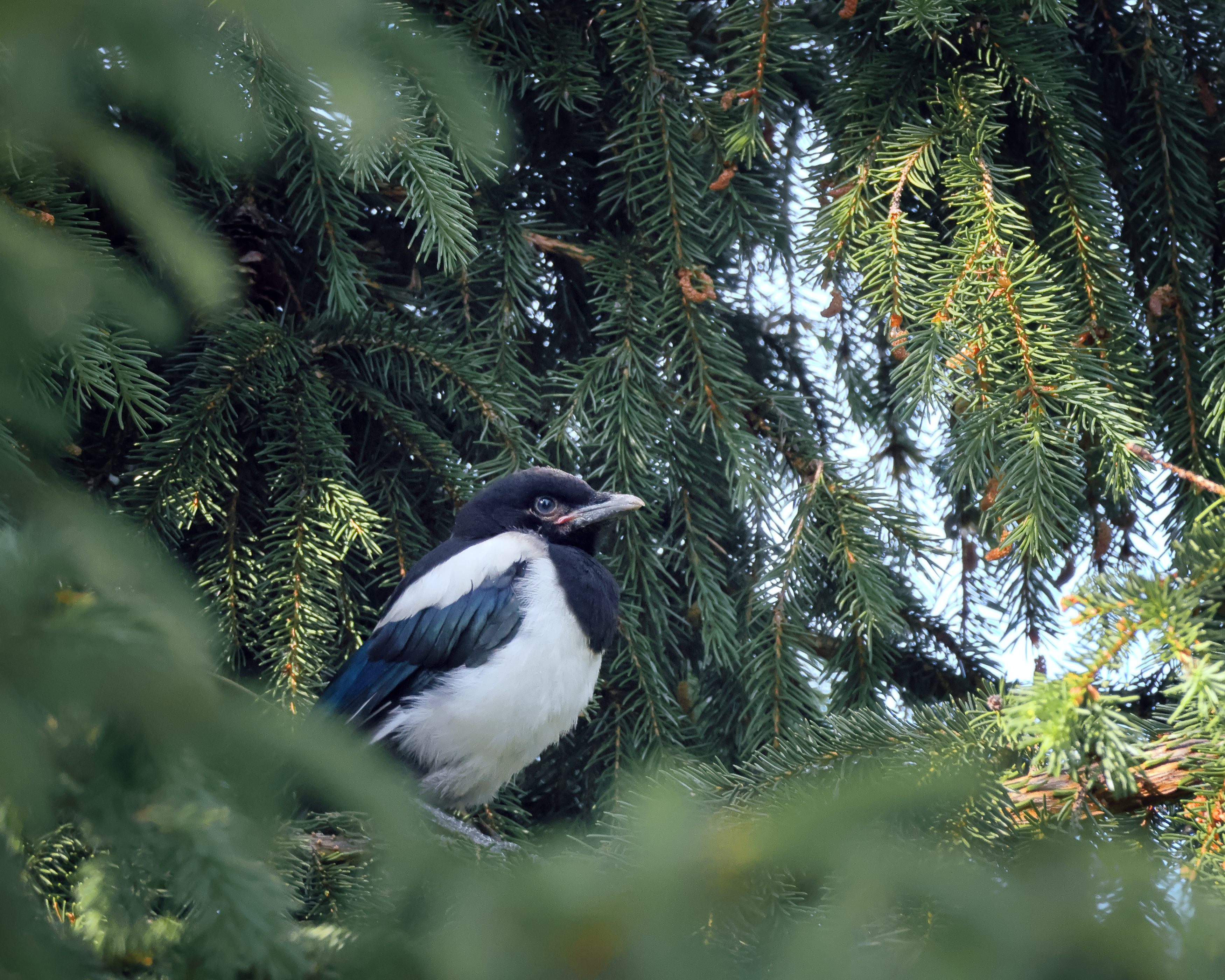 , Александр Титов