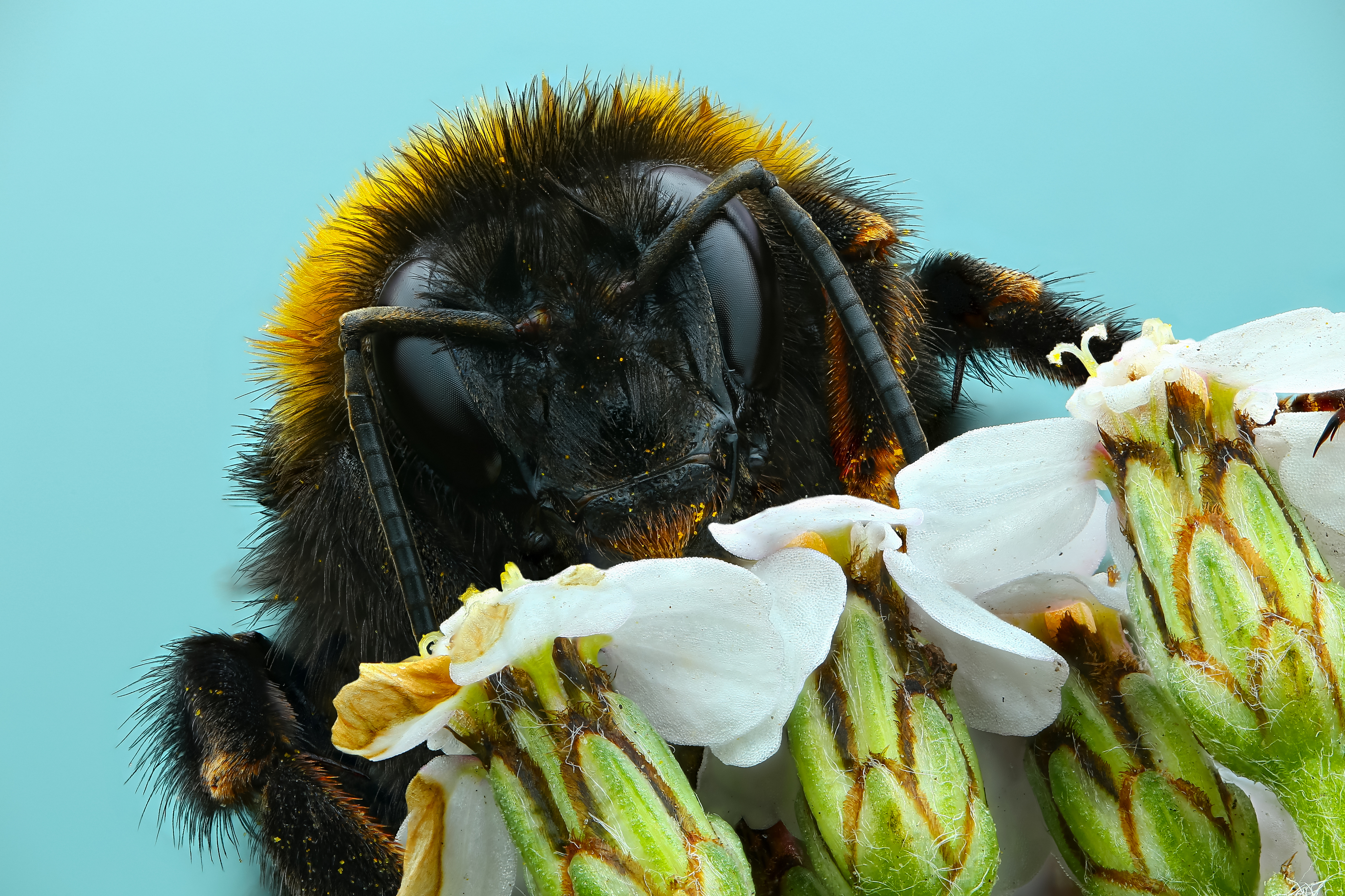 макро,природа,животное,шмель,беларусь,растение,трава,цвет,синий,цветок, Шаповалов Андрей