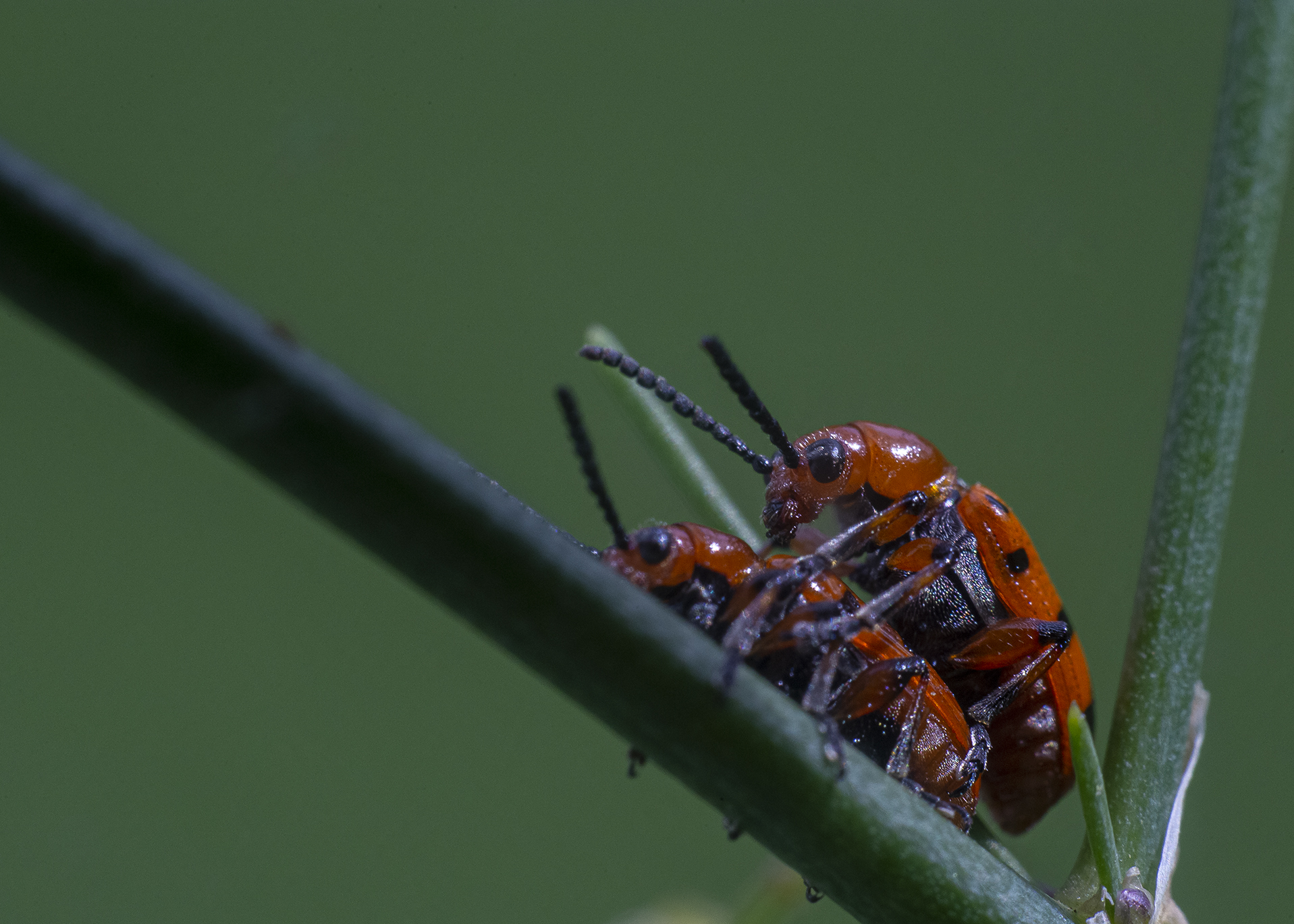 жучки., Анкудинов Леонид