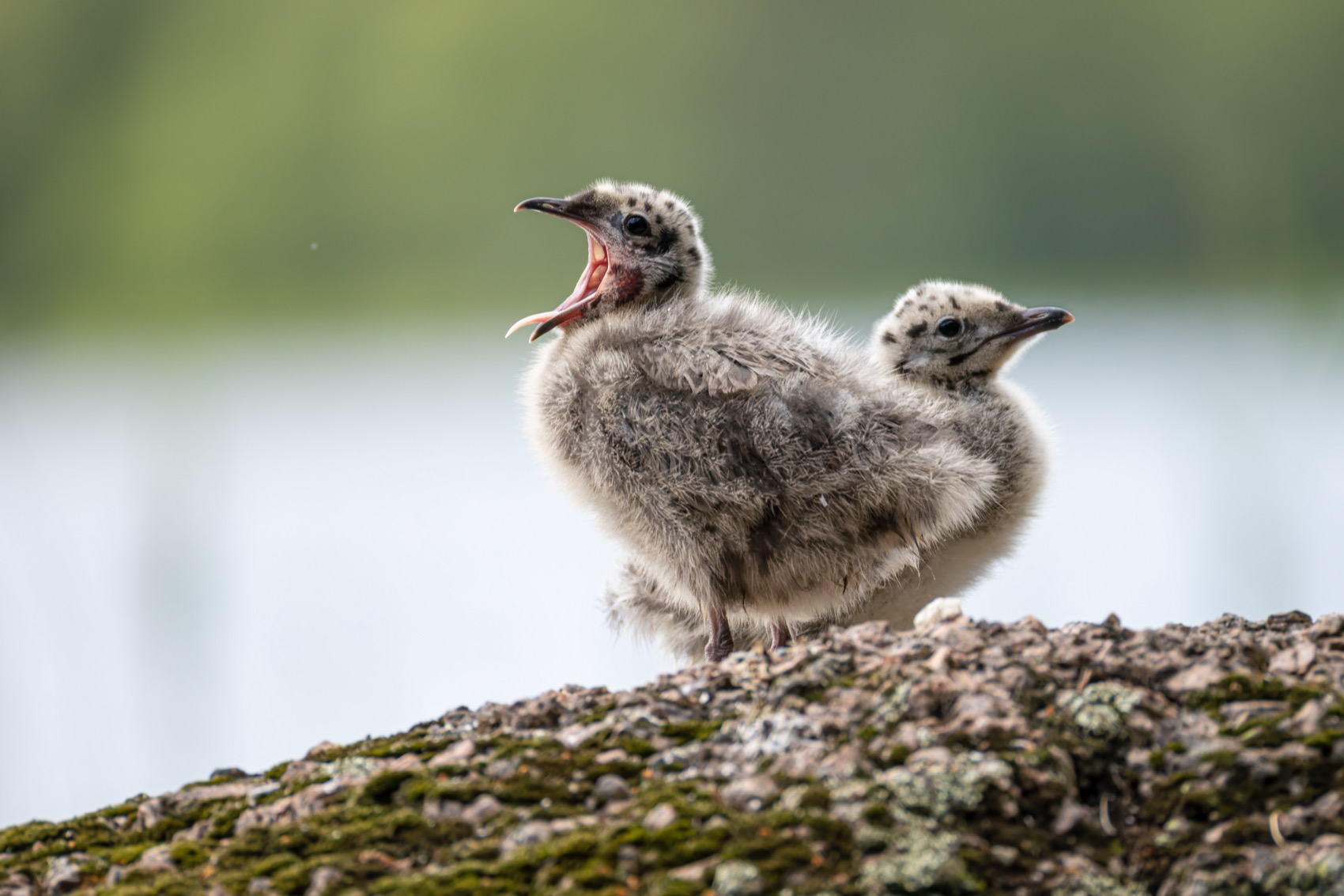 сизая чайка, чайка, птенцы, птенец, птицы, Руслан Pl