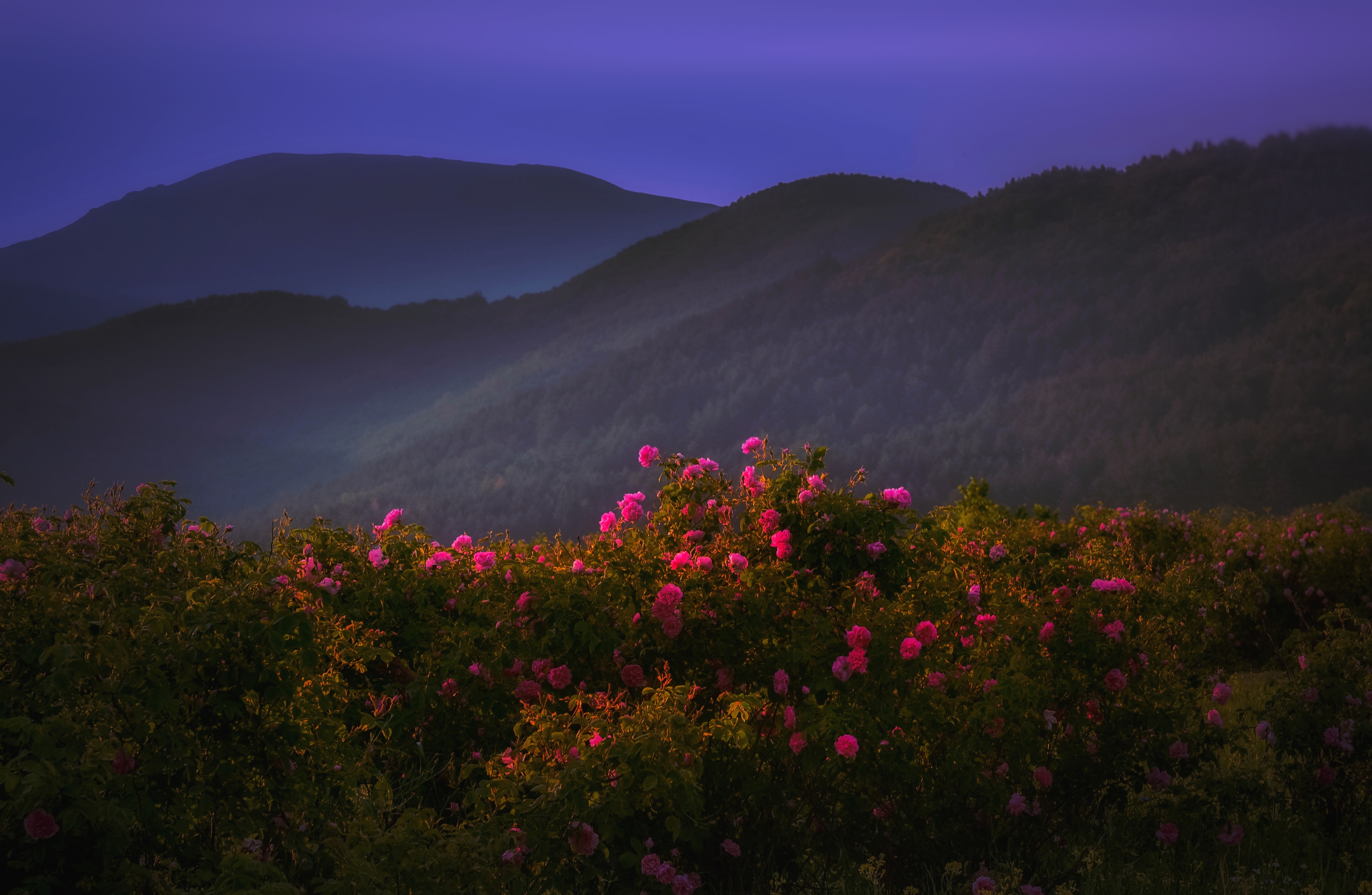 , Юлияна Стоянова