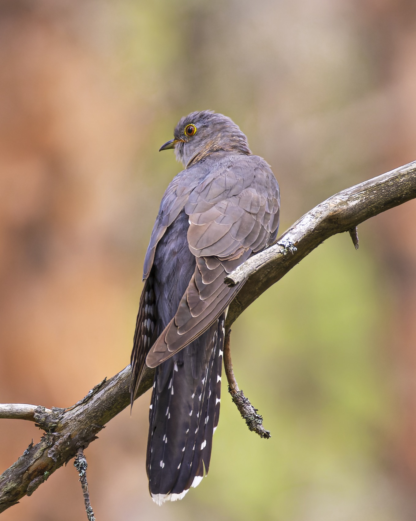 кукушка, птицы, Руслан Pl