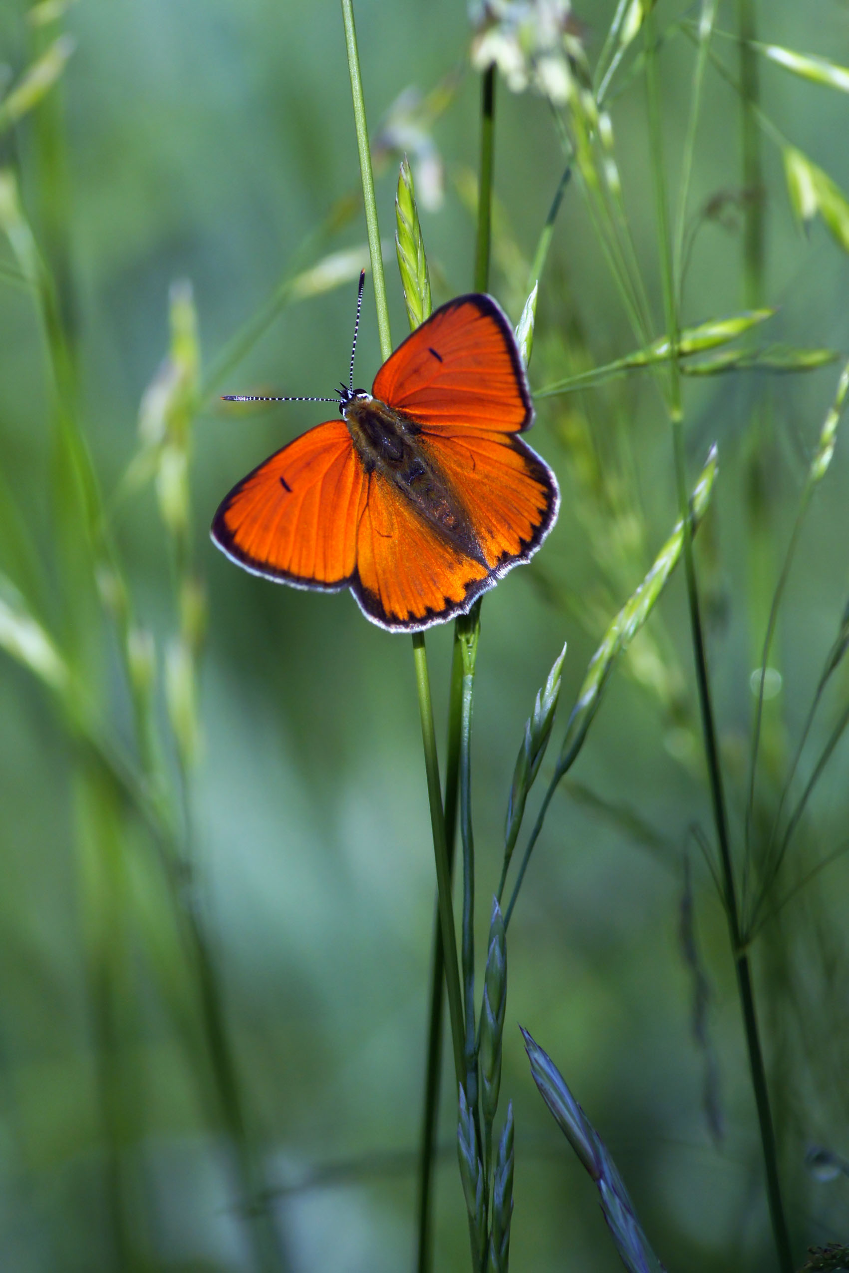 Бабочка, Чепленко Алексей