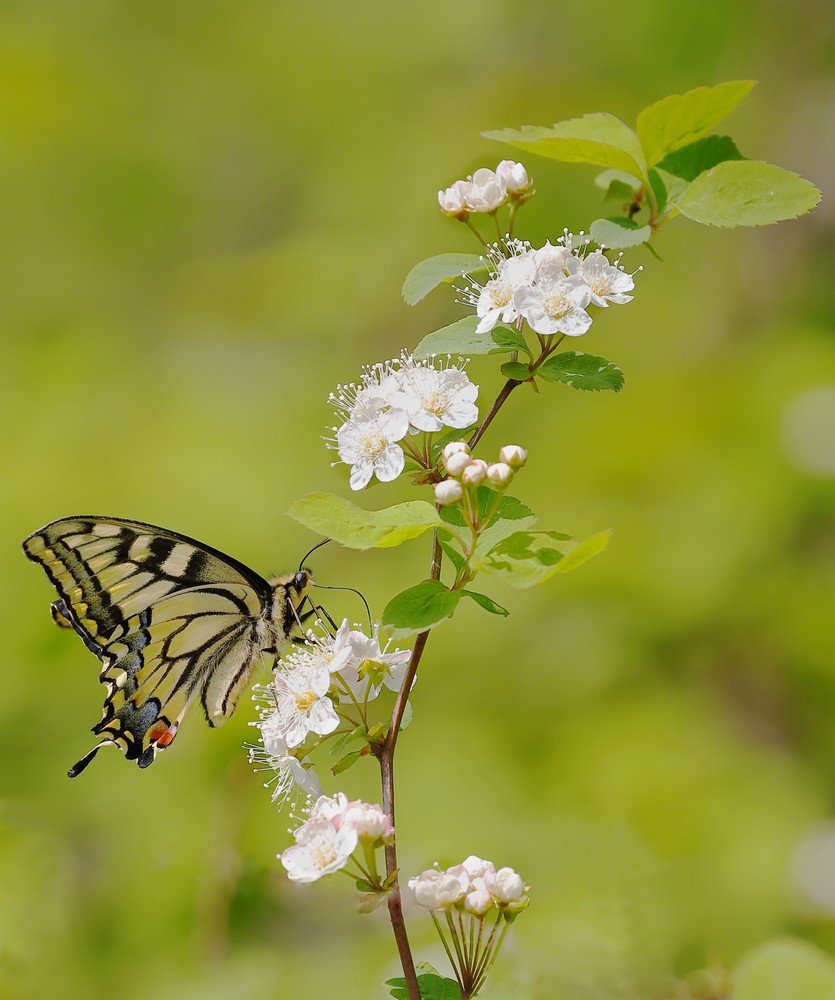 махаон, Евгений Слободской