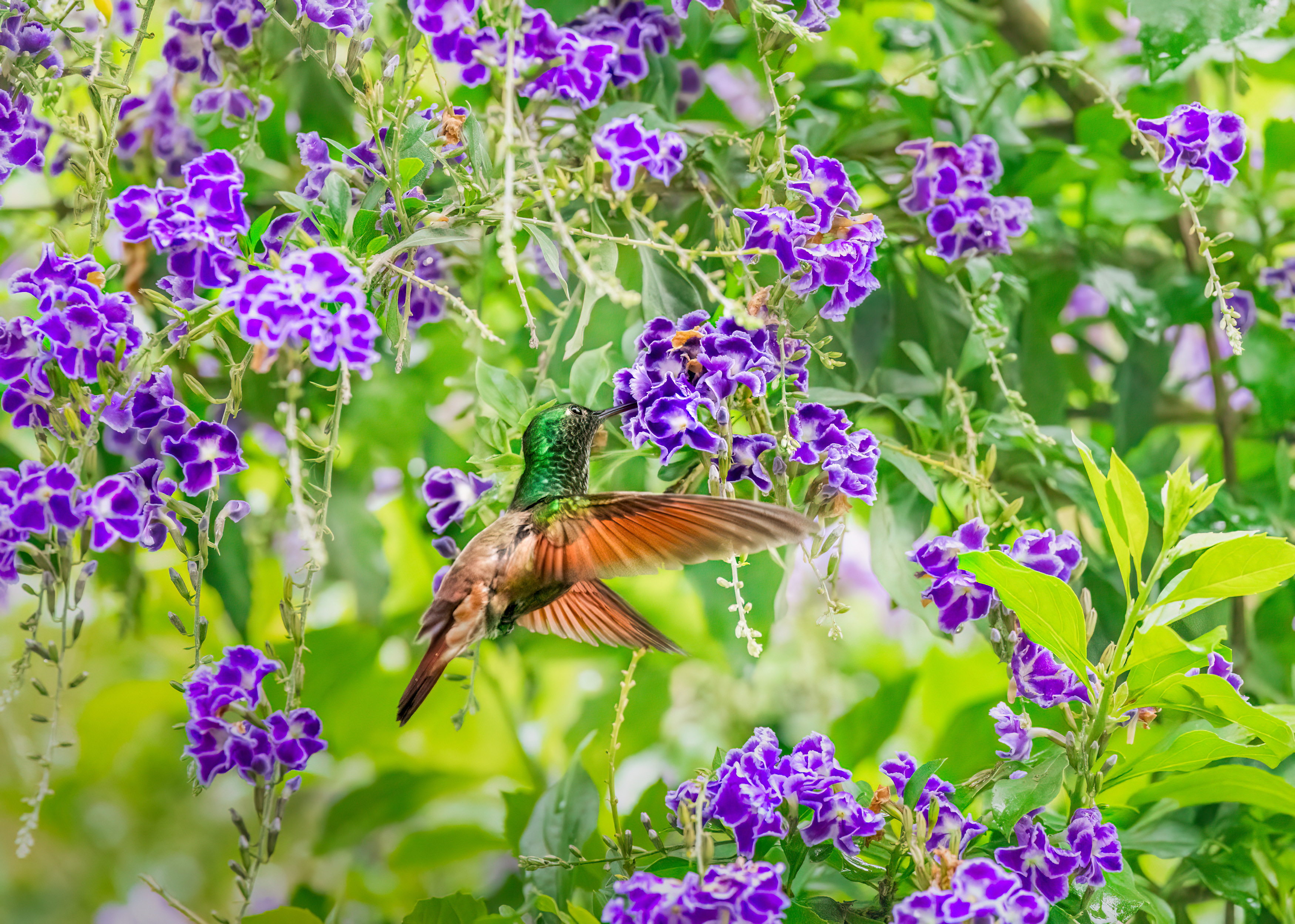 , Maikel Valle Clara