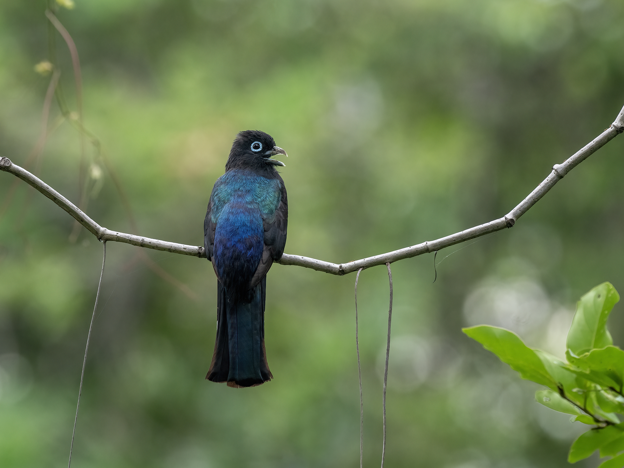 , Fernando Burgalin Sequeira