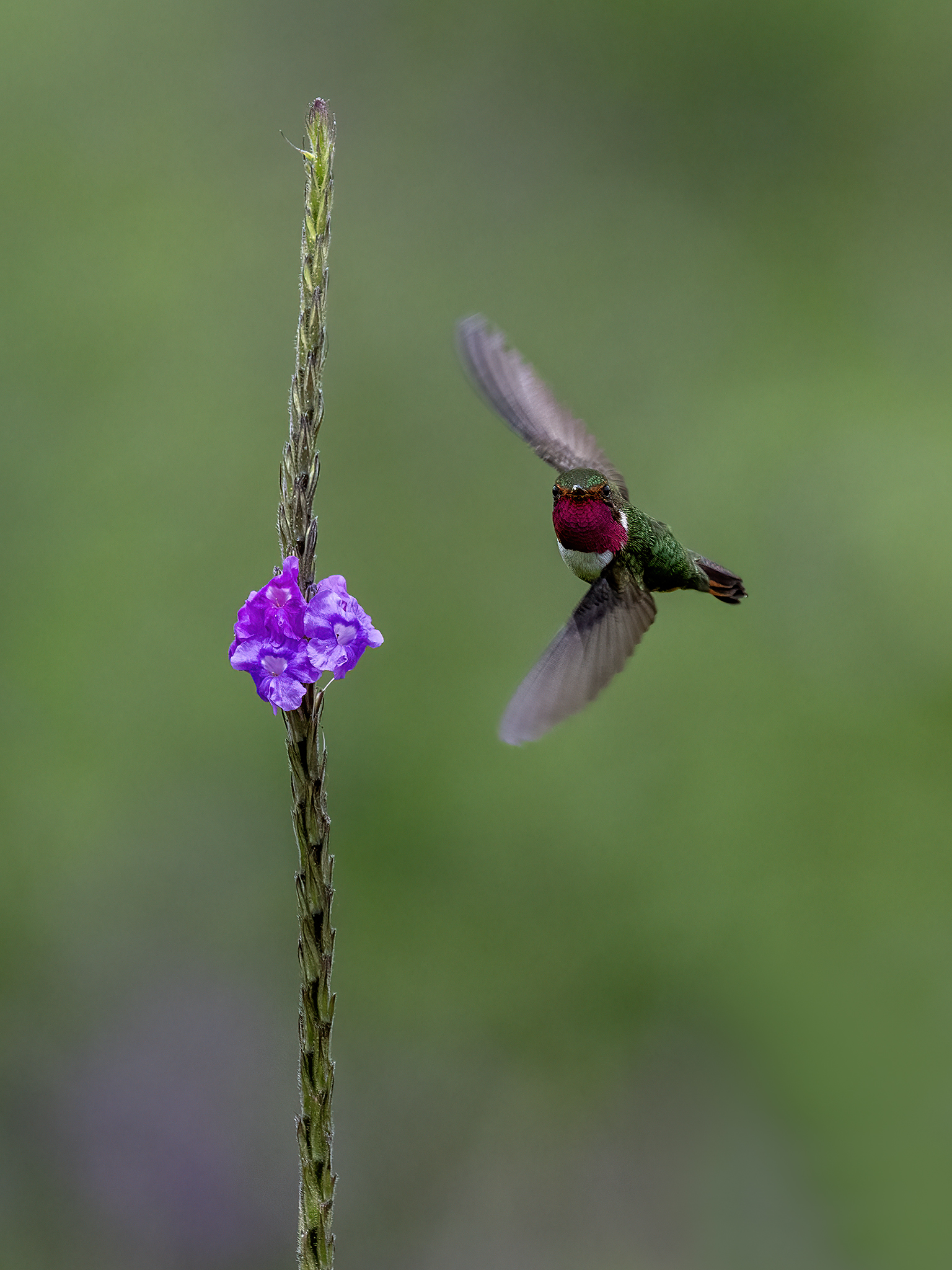 , Fernando Burgalin Sequeira