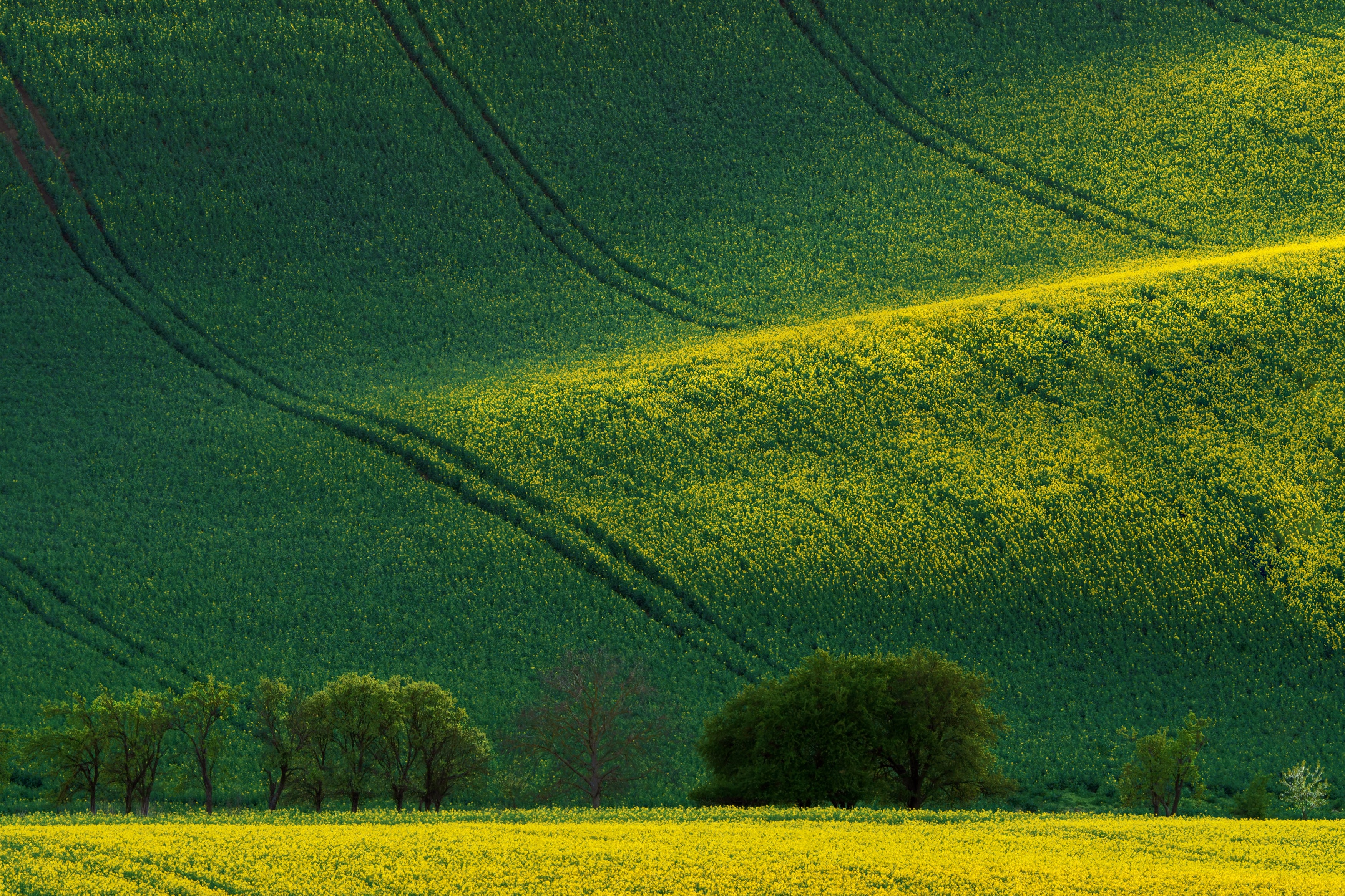 , Шимаковский Юрий