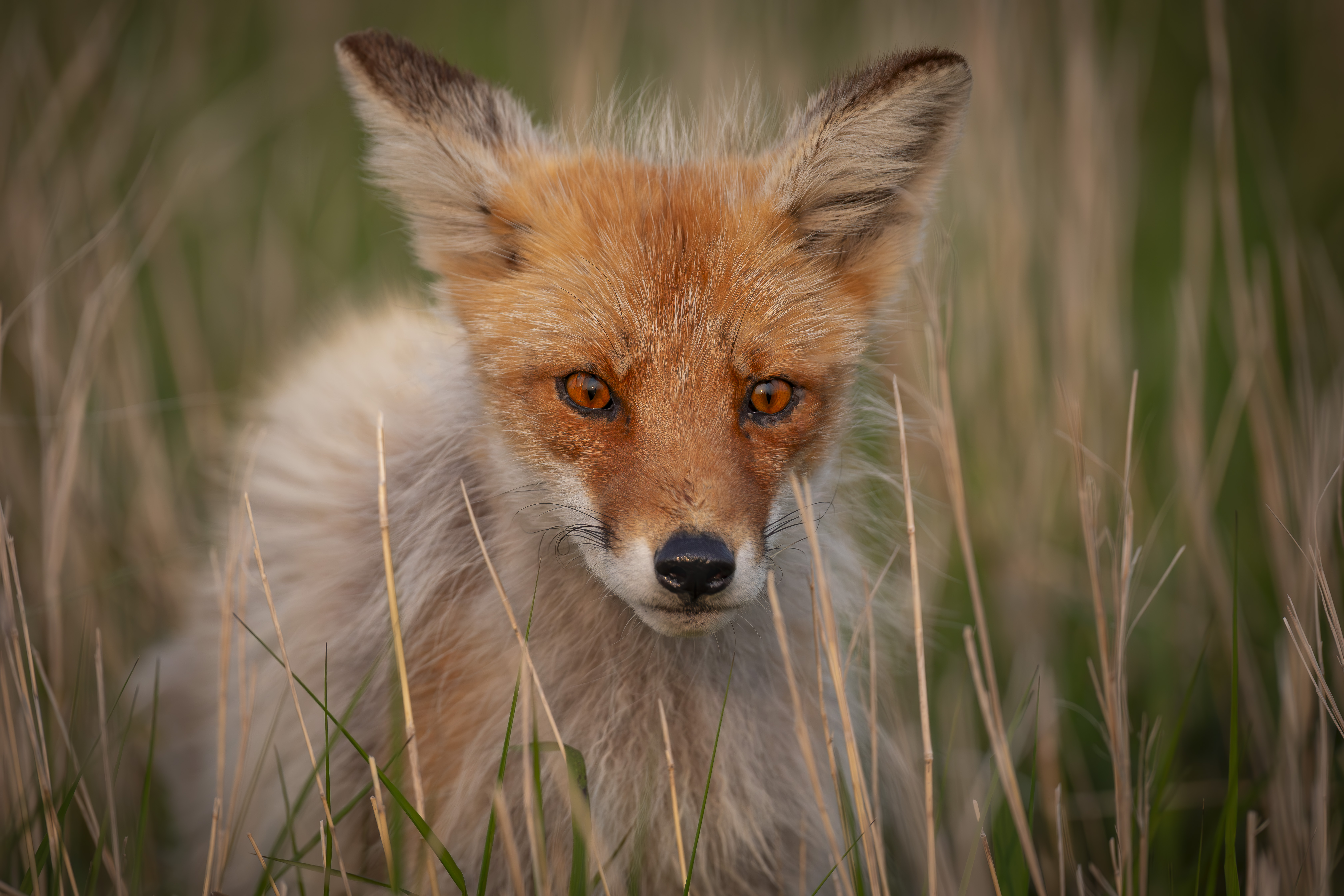 , Лаврентьев Александр
