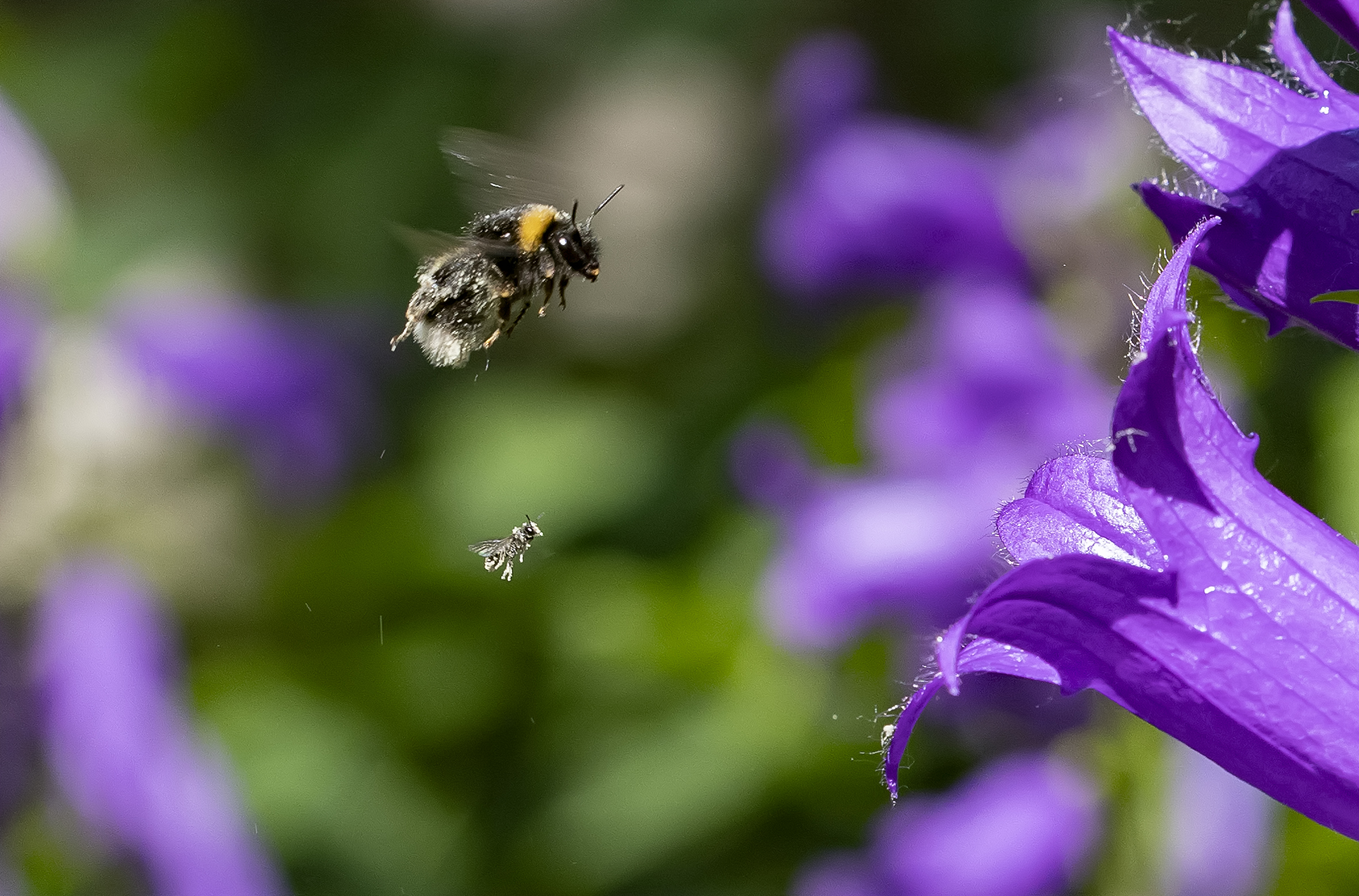 шмель, колокольчик, природа, опыление цветка, Широких Александр