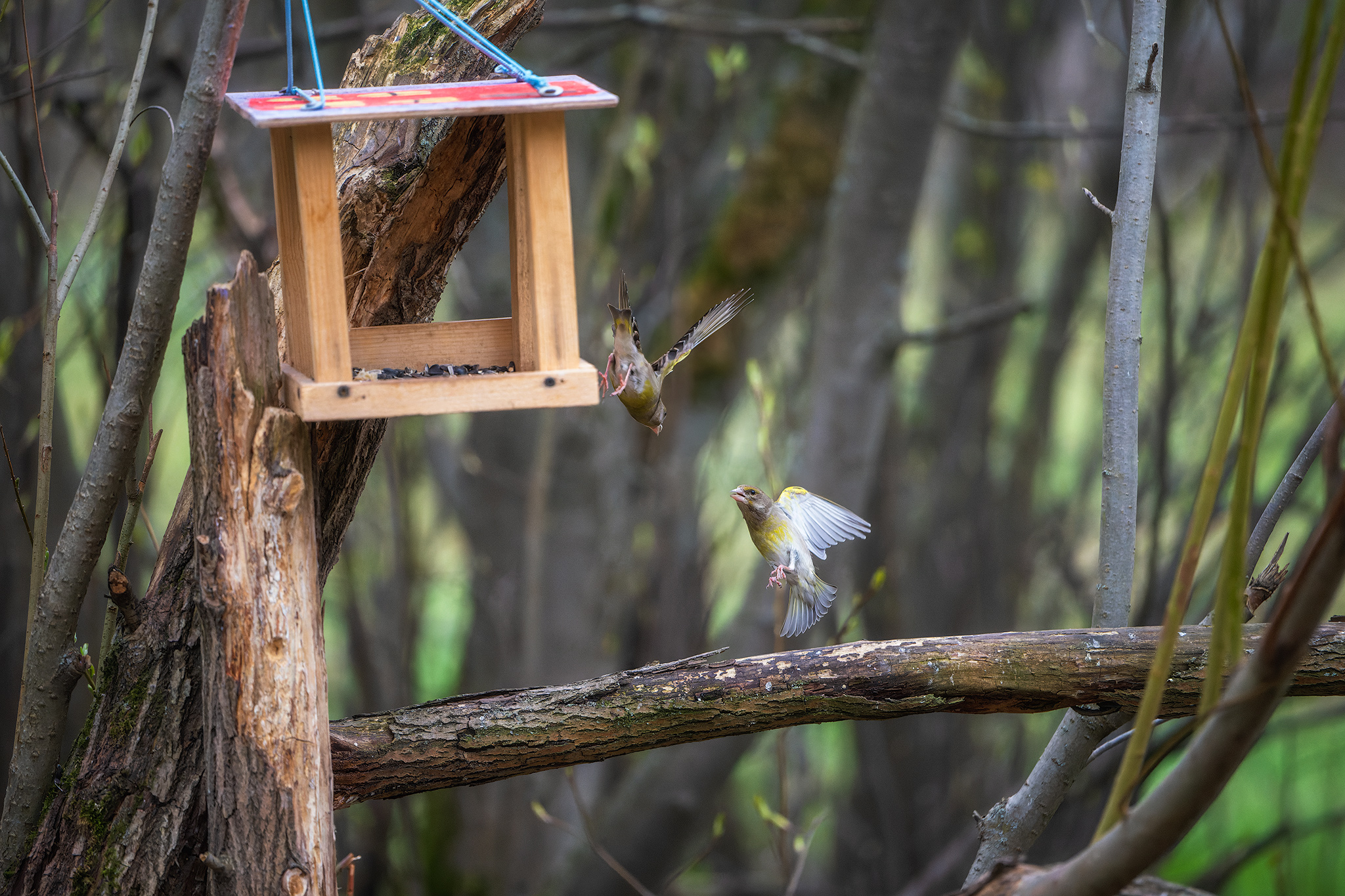пермский край, птицы, фотоохота, природа, зеленушка, Кузнецов Кирилл