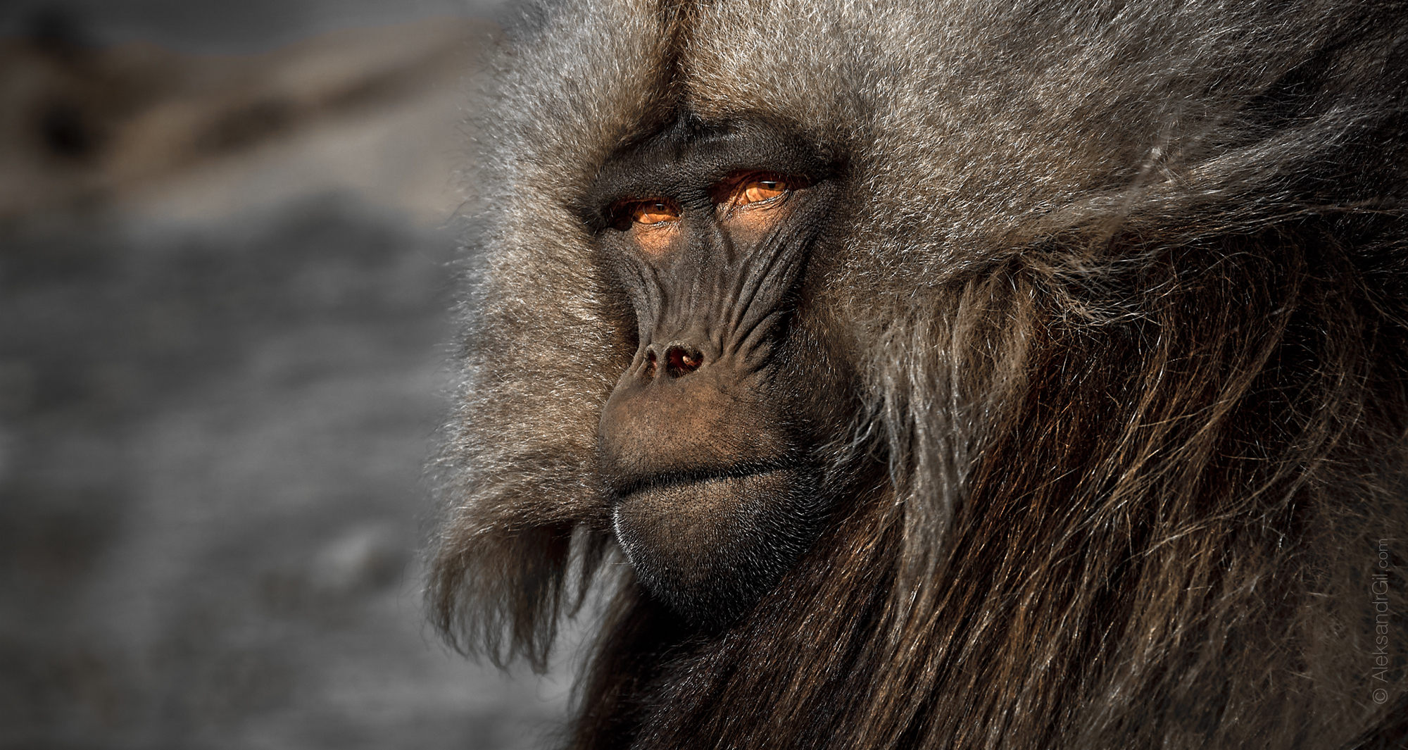 , Гиль Александр