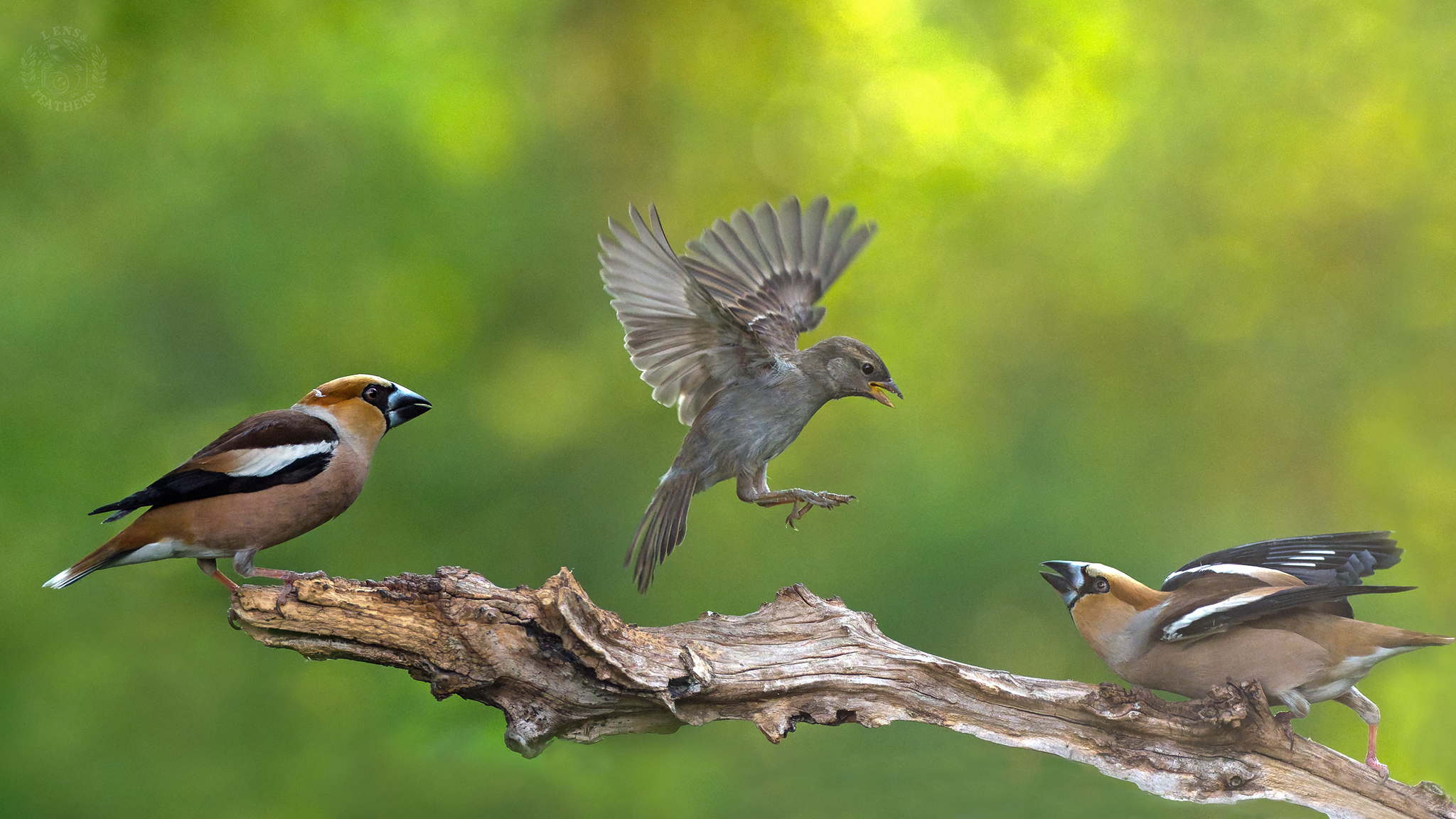 , Евгени Стефанов