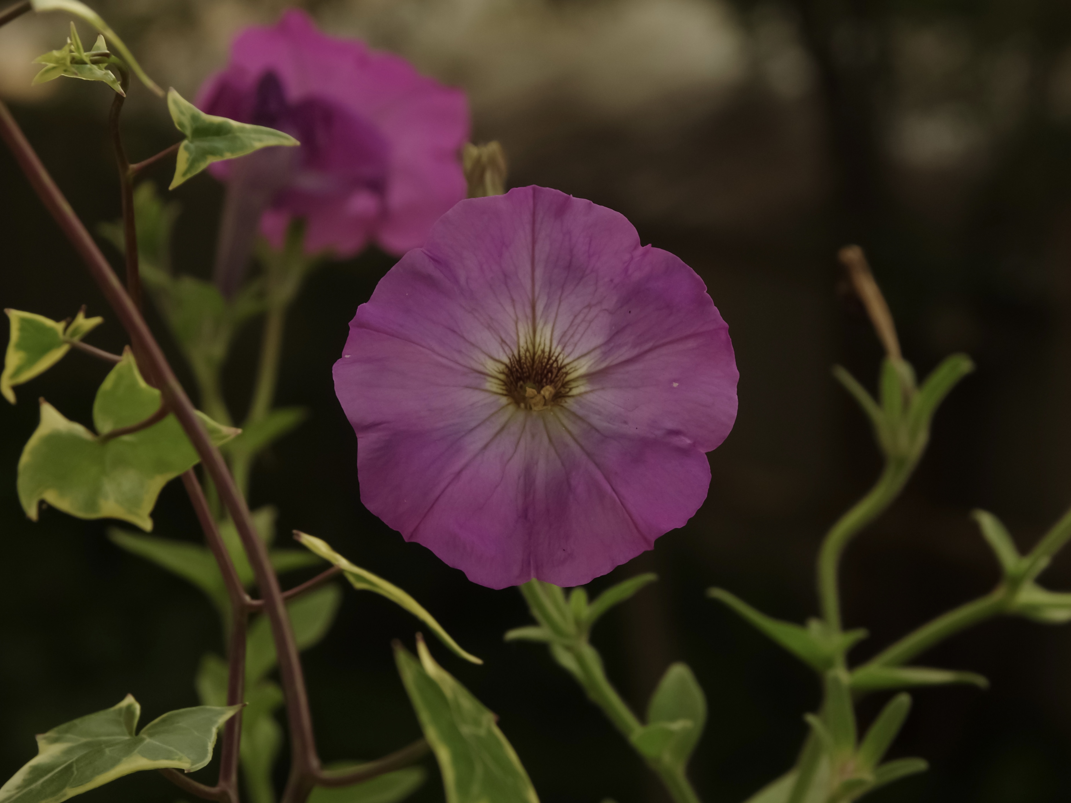 , Кирилл Корякин