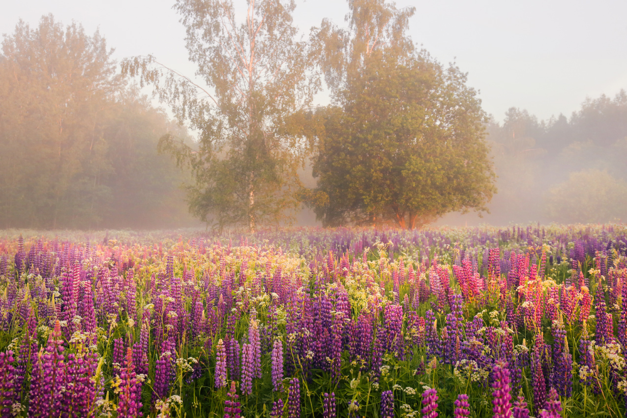 утро туман поле люпин рассвет вязниковский сизово, Алексеев Дмитрий