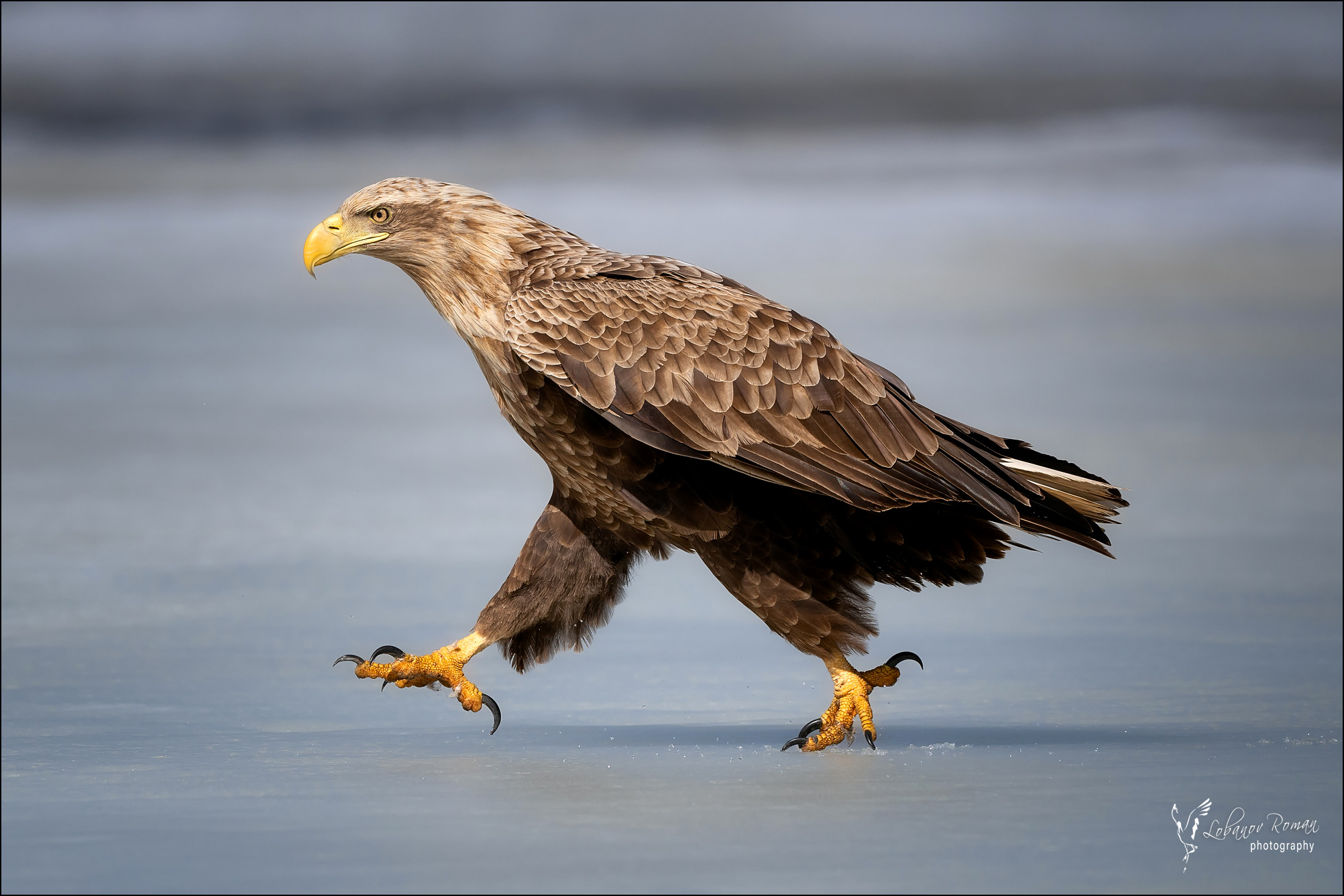 , Лобанов Роман