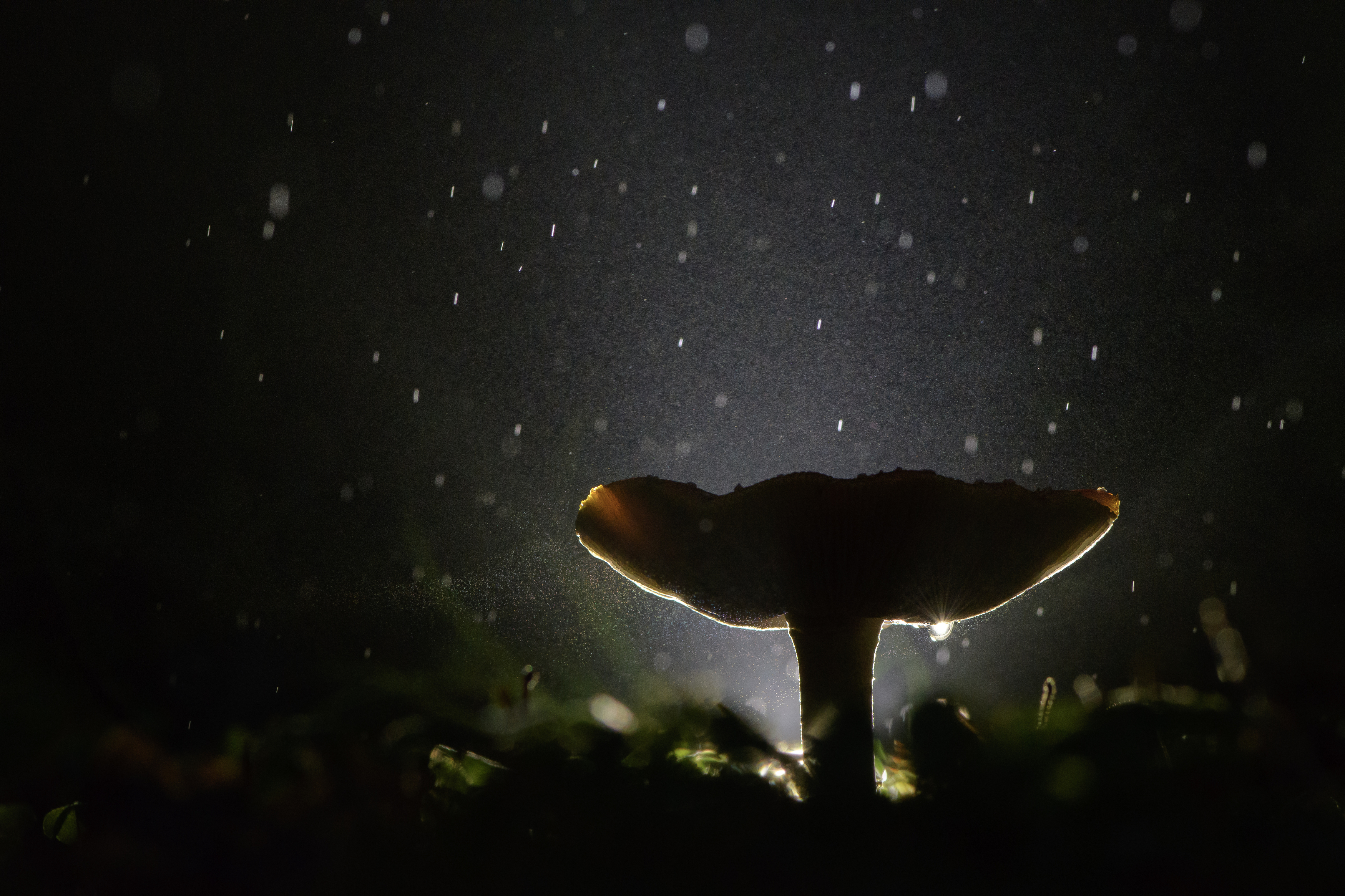 мухомор, жодь, ночь, сумерки, Соварцева Ксения