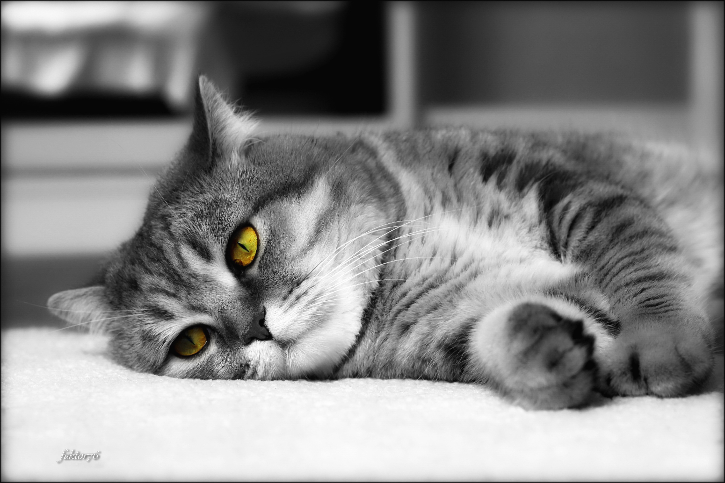 животные, кот, мурзик,  Сергей Валерьевич