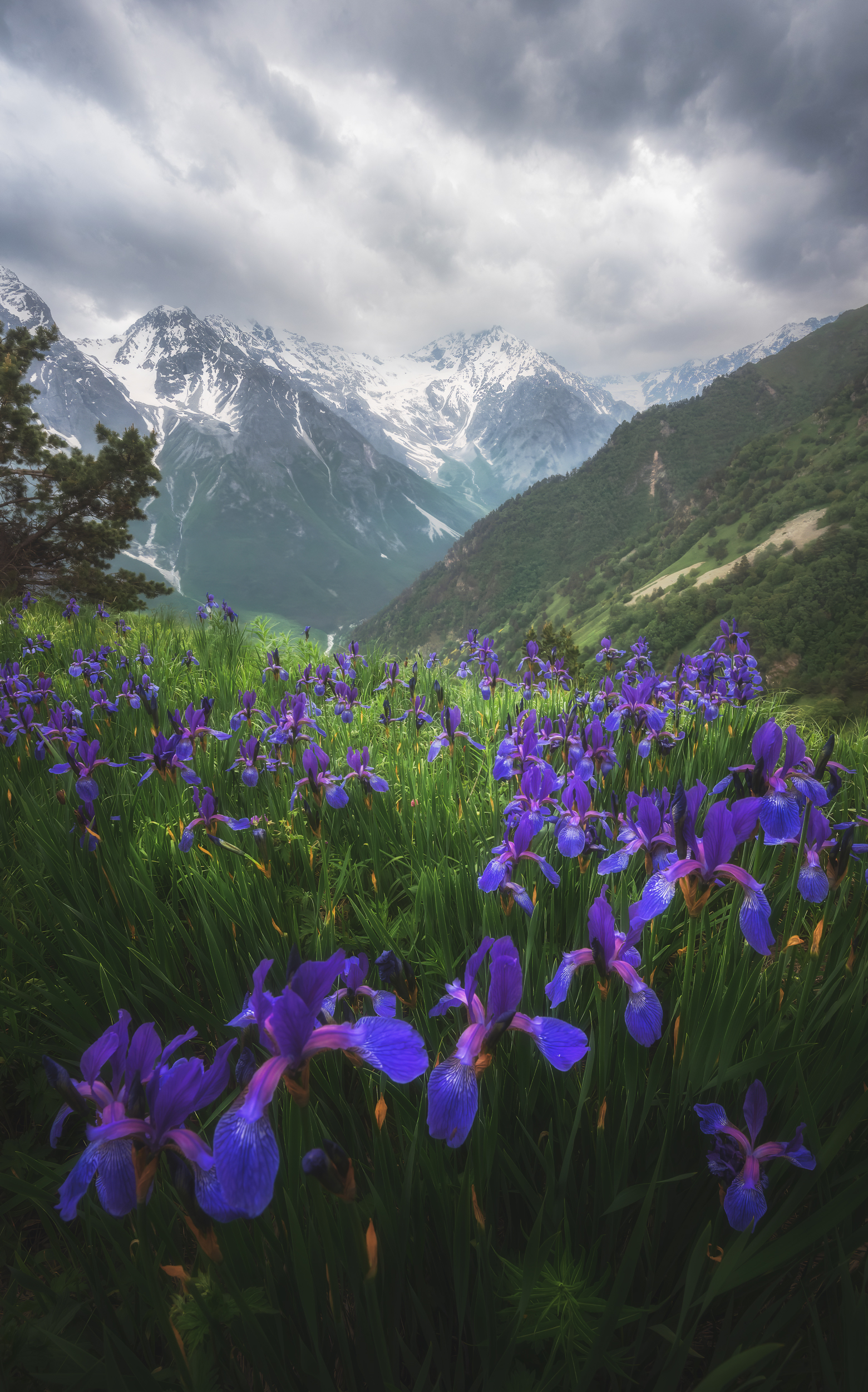 горы, северная осетия, ирисы, гроза, Nargiza Kakharova