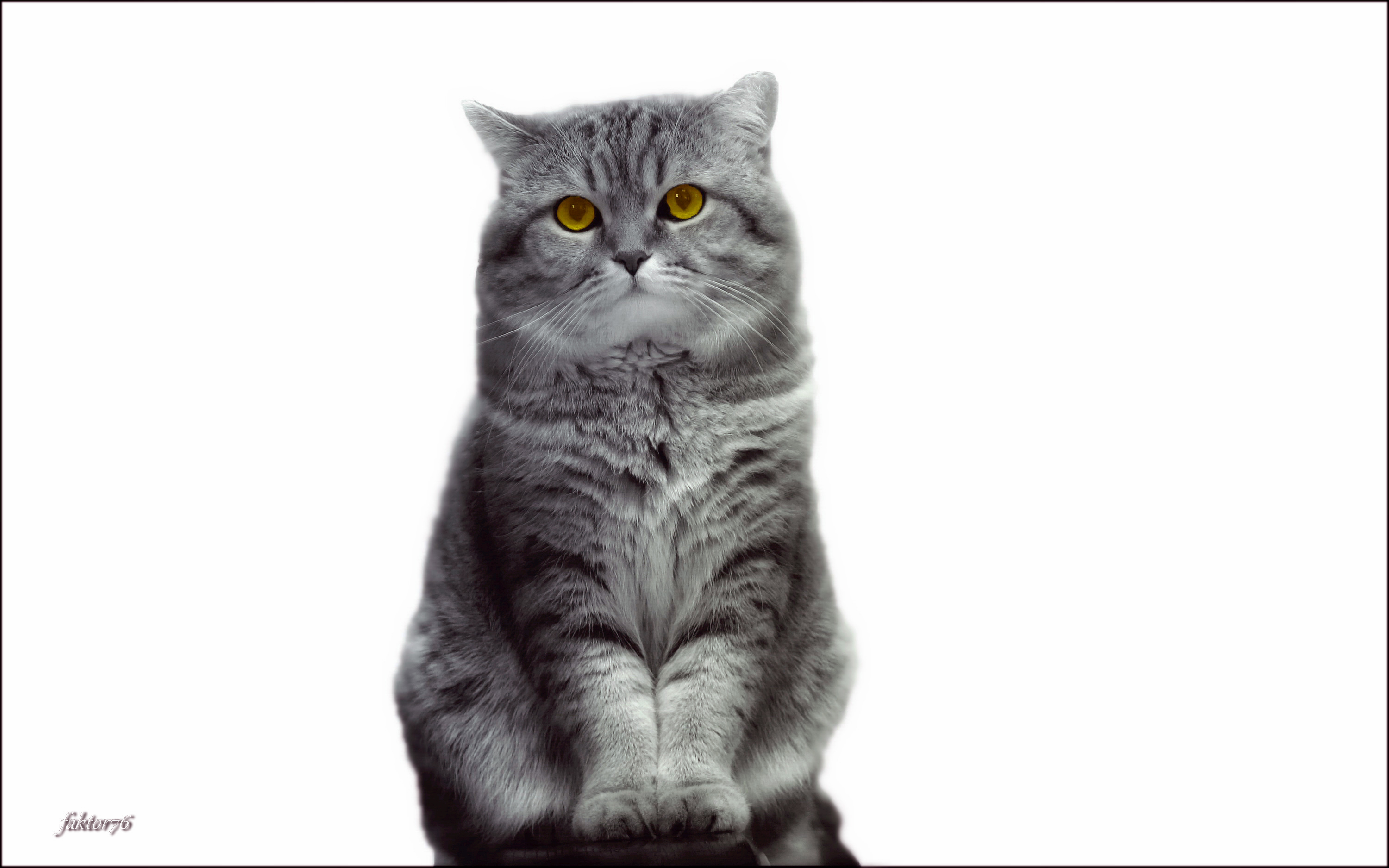 животные, кот, мурзик,  Сергей Валерьевич