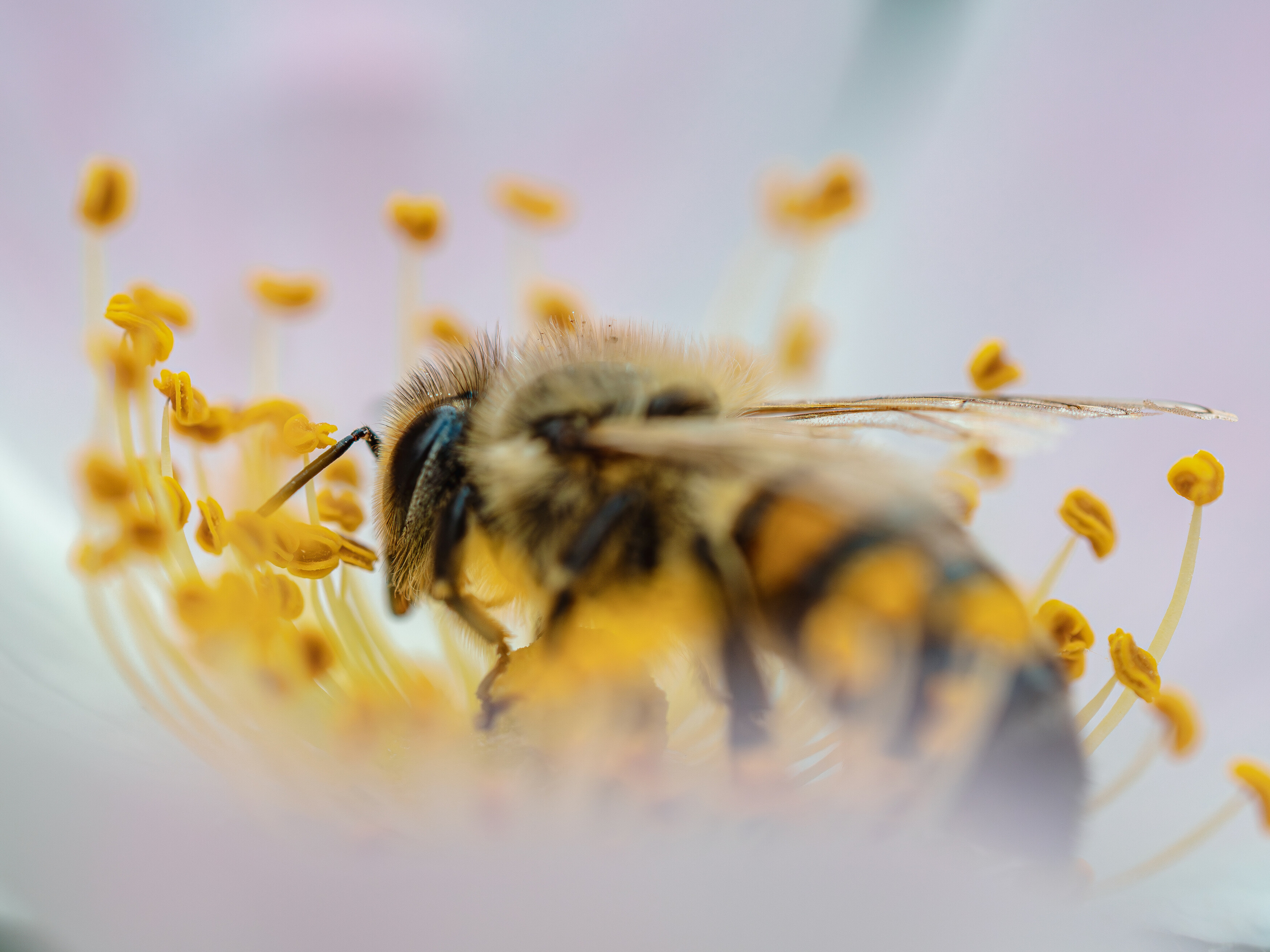 , Ирина Протченко