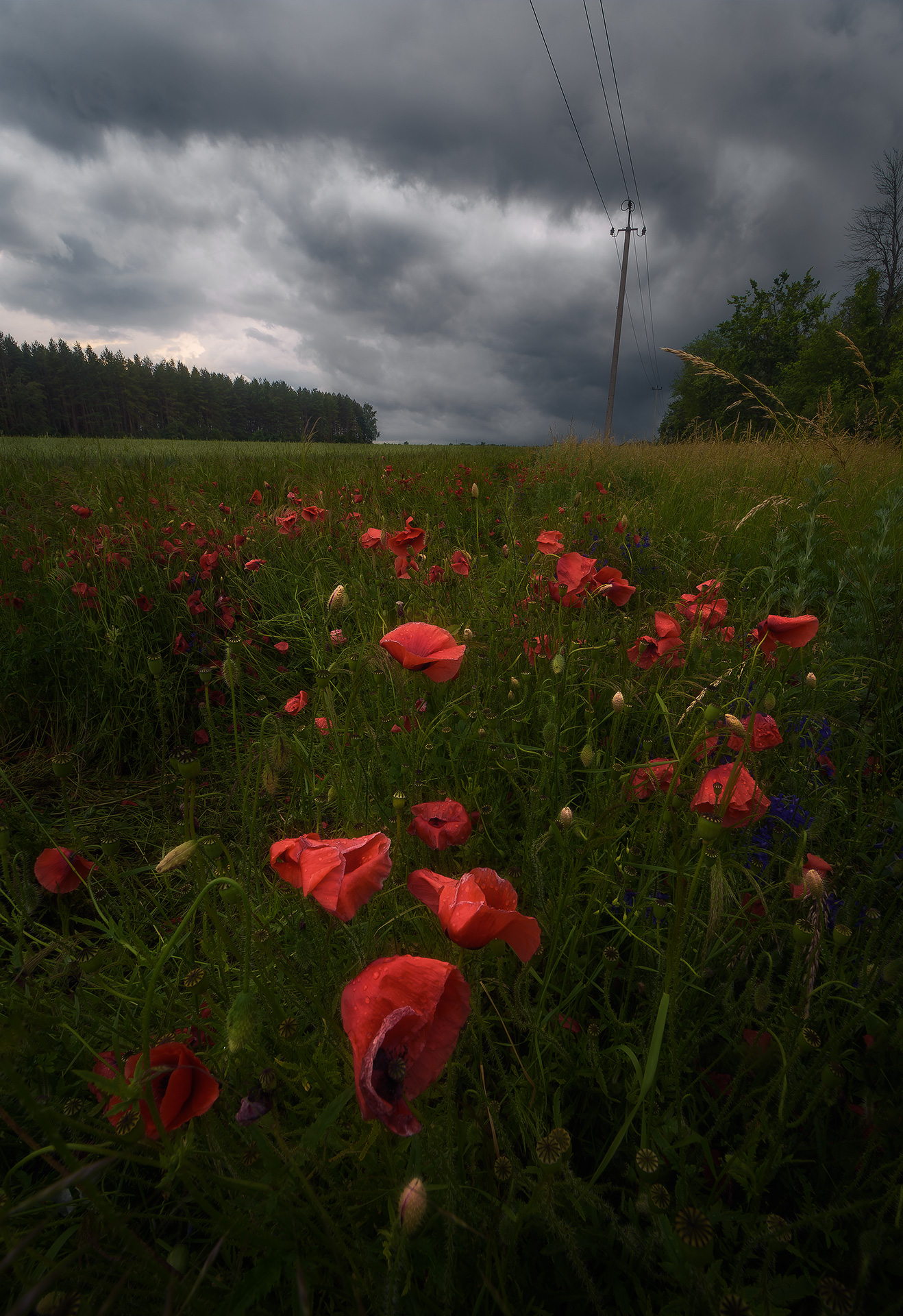 , Павел Жирнов
