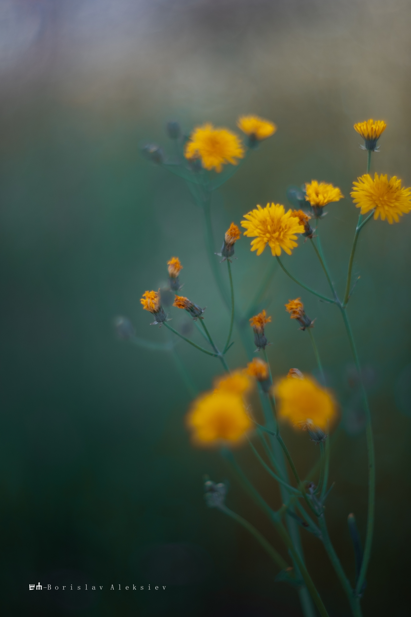 yellow,flowers,bokeh,exterior,dark,light,plant,nature,green, Алексиев Борислав
