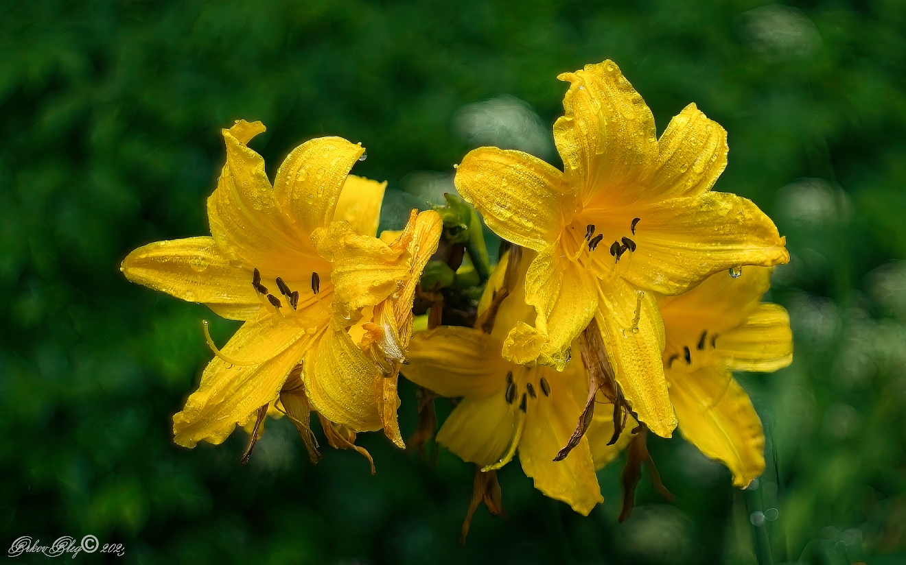 , Орлов Олег