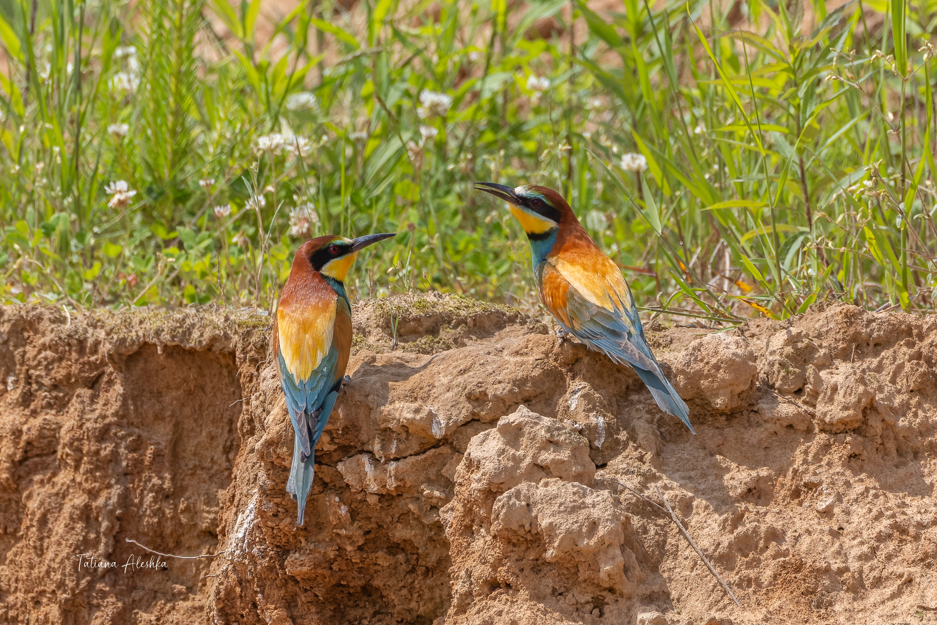, Алешка Татьяна