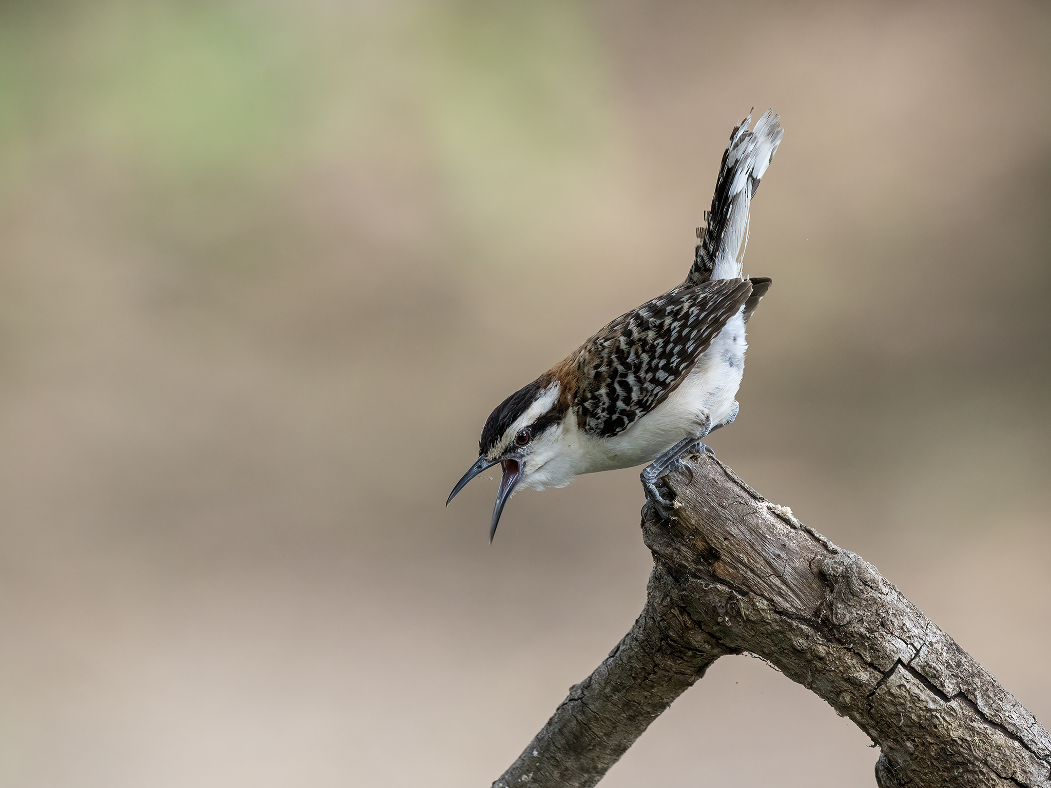 , Fernando Burgalin Sequeira