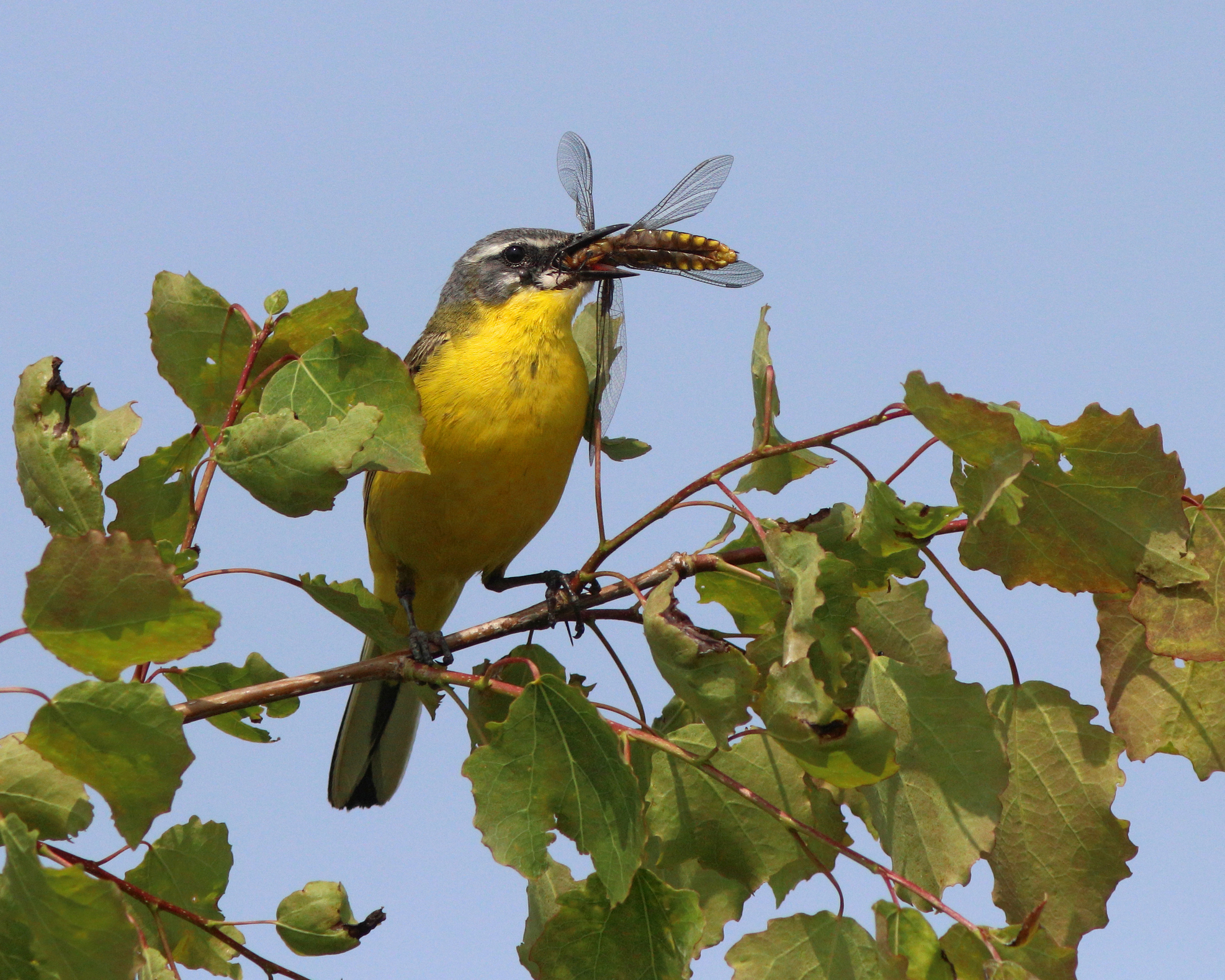жёлтая трясогузка, трясогузка, motacilla flava, yellow wagtail, wagtail, Бондаренко Георгий