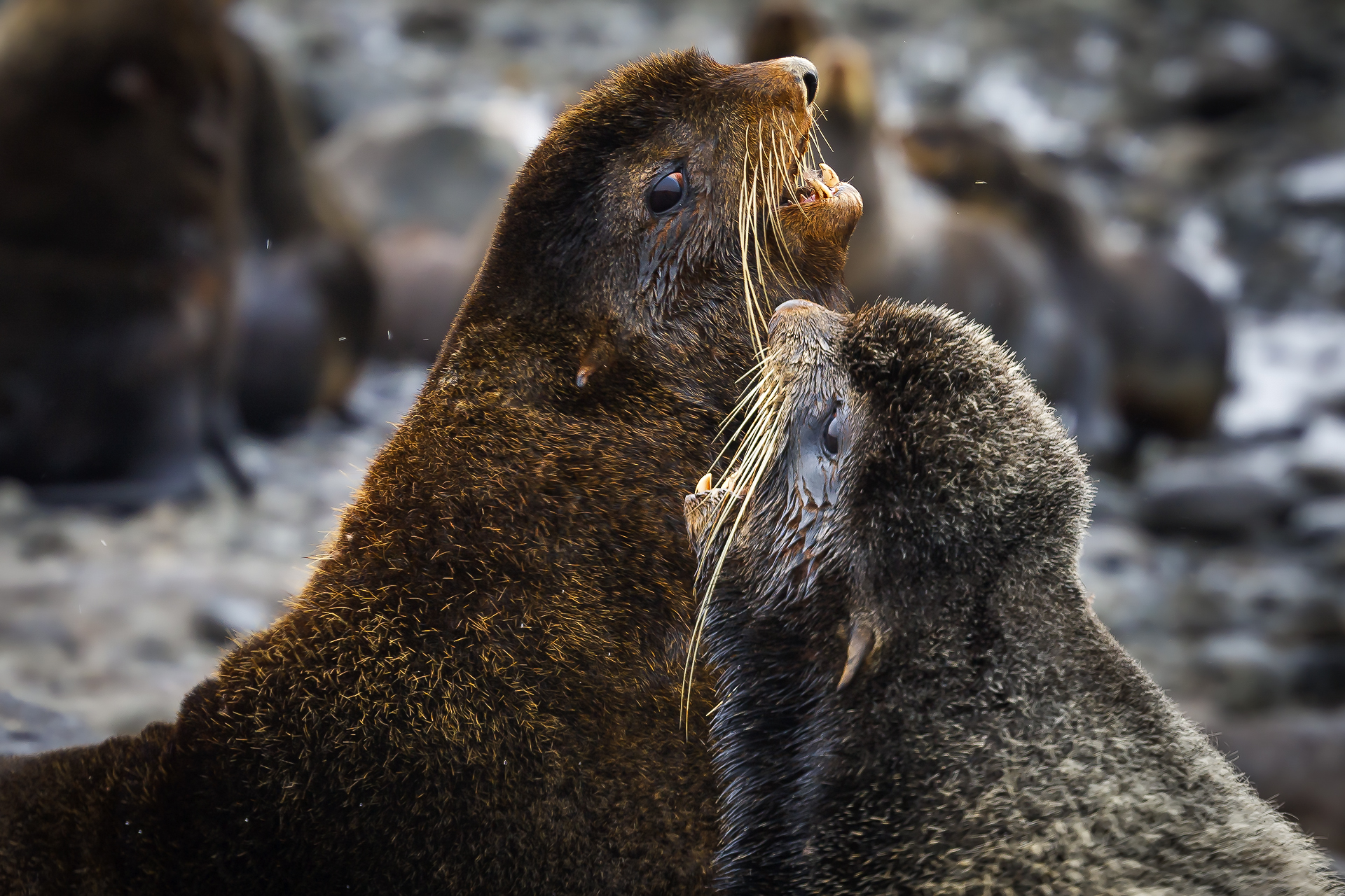 северный морской котик, морские млекопитающие, командорские острова, остров беринга, секачи, Уткин Дмитрий