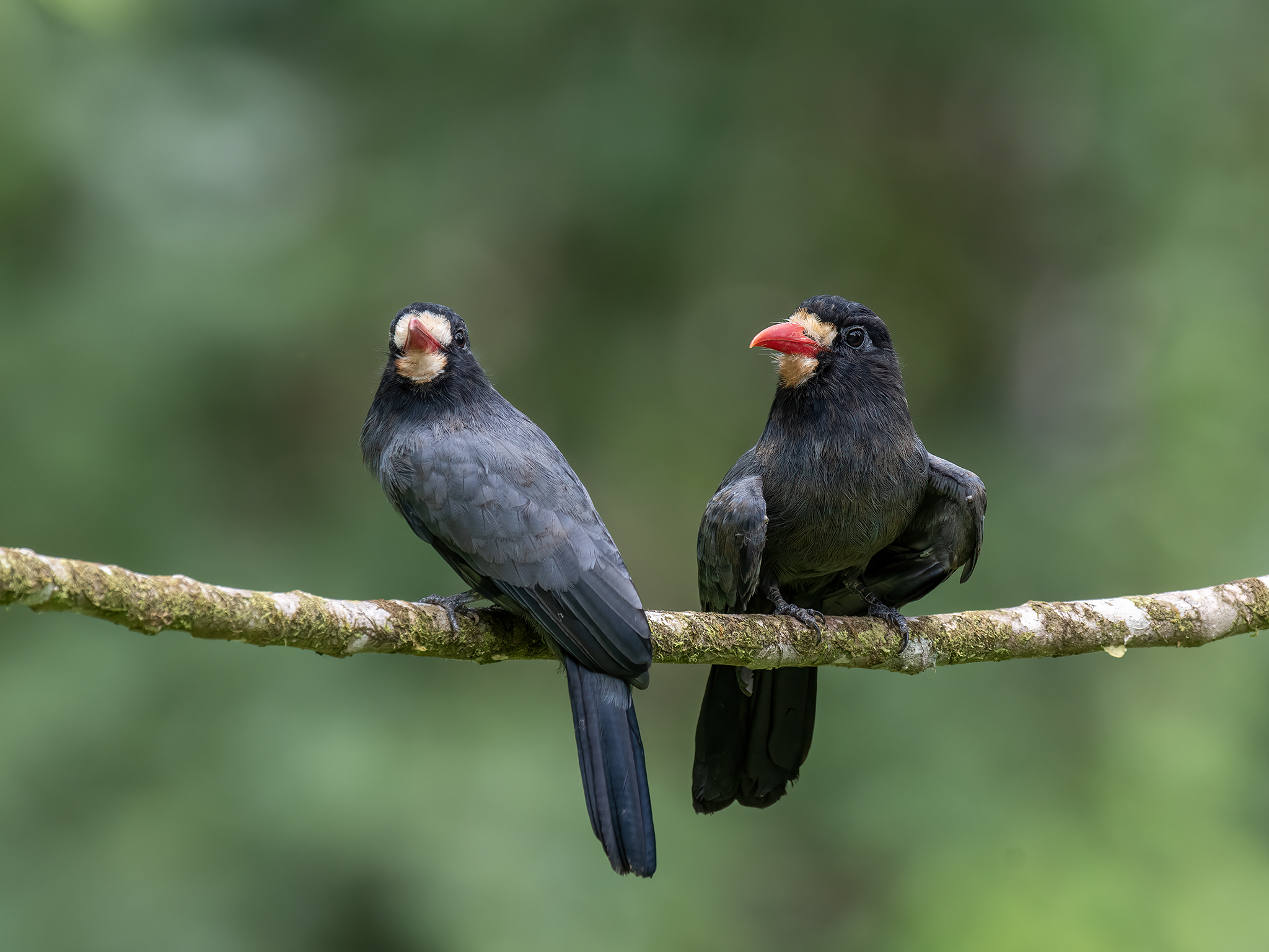 , Fernando Burgalin Sequeira