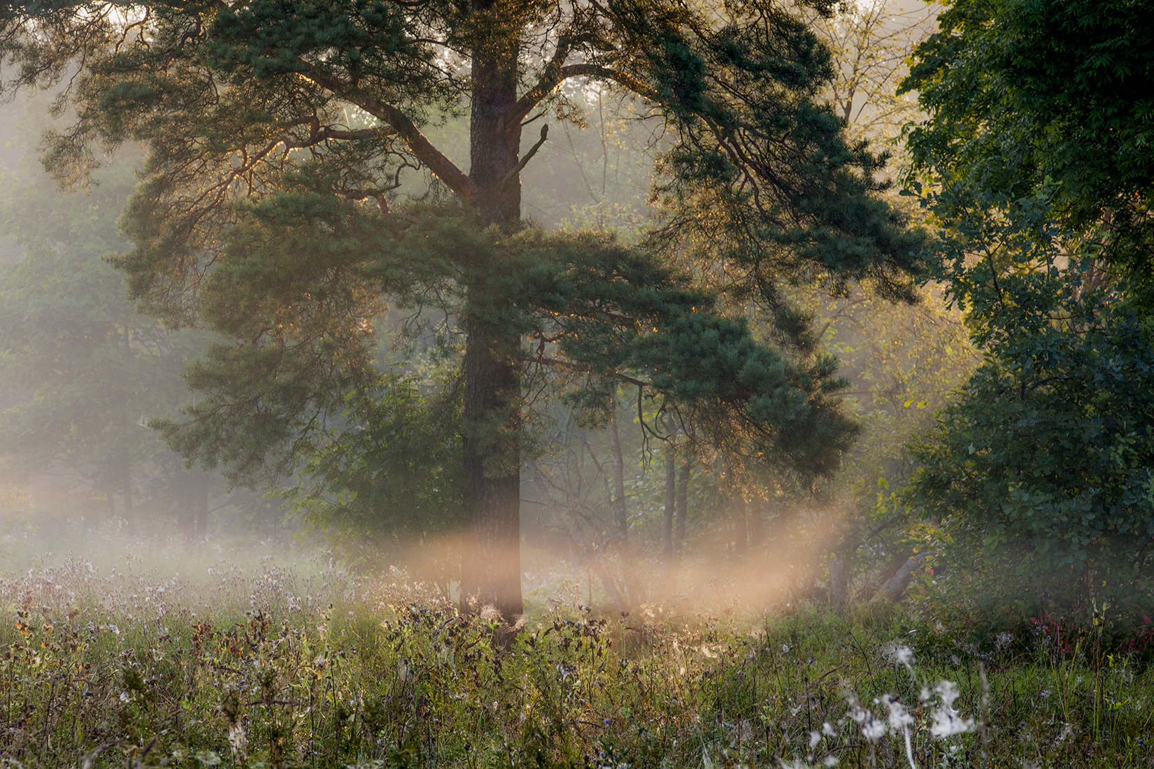 ,  александр михайлов