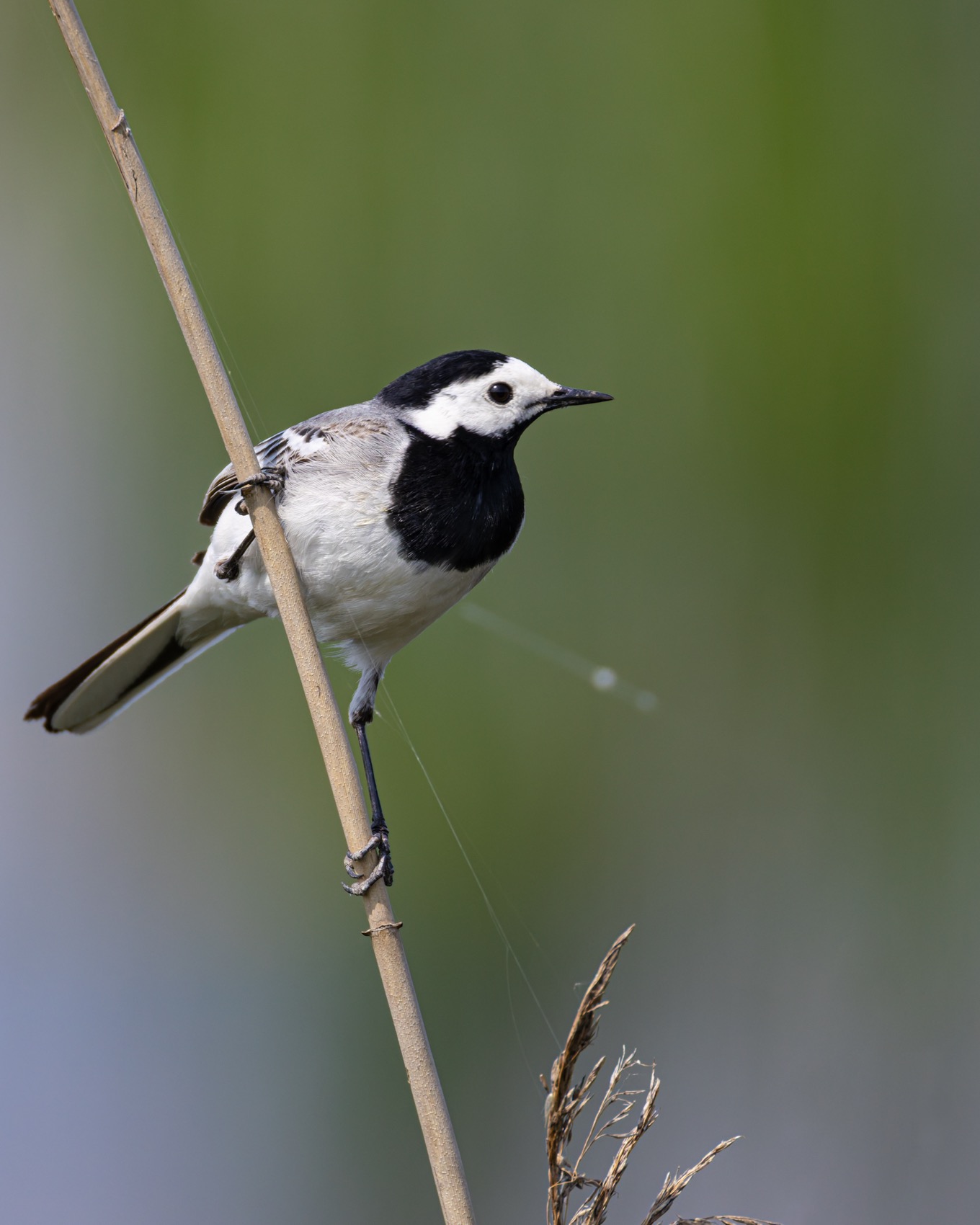 белая трясогузка, трясогузка, птицы, Руслан Pl