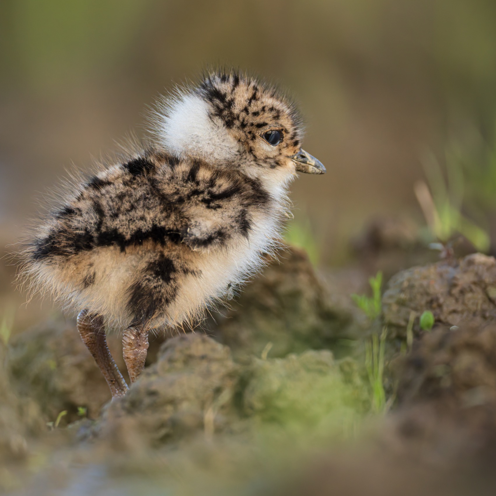 чибис, птенец, чибисенок, птицы, Руслан Pl