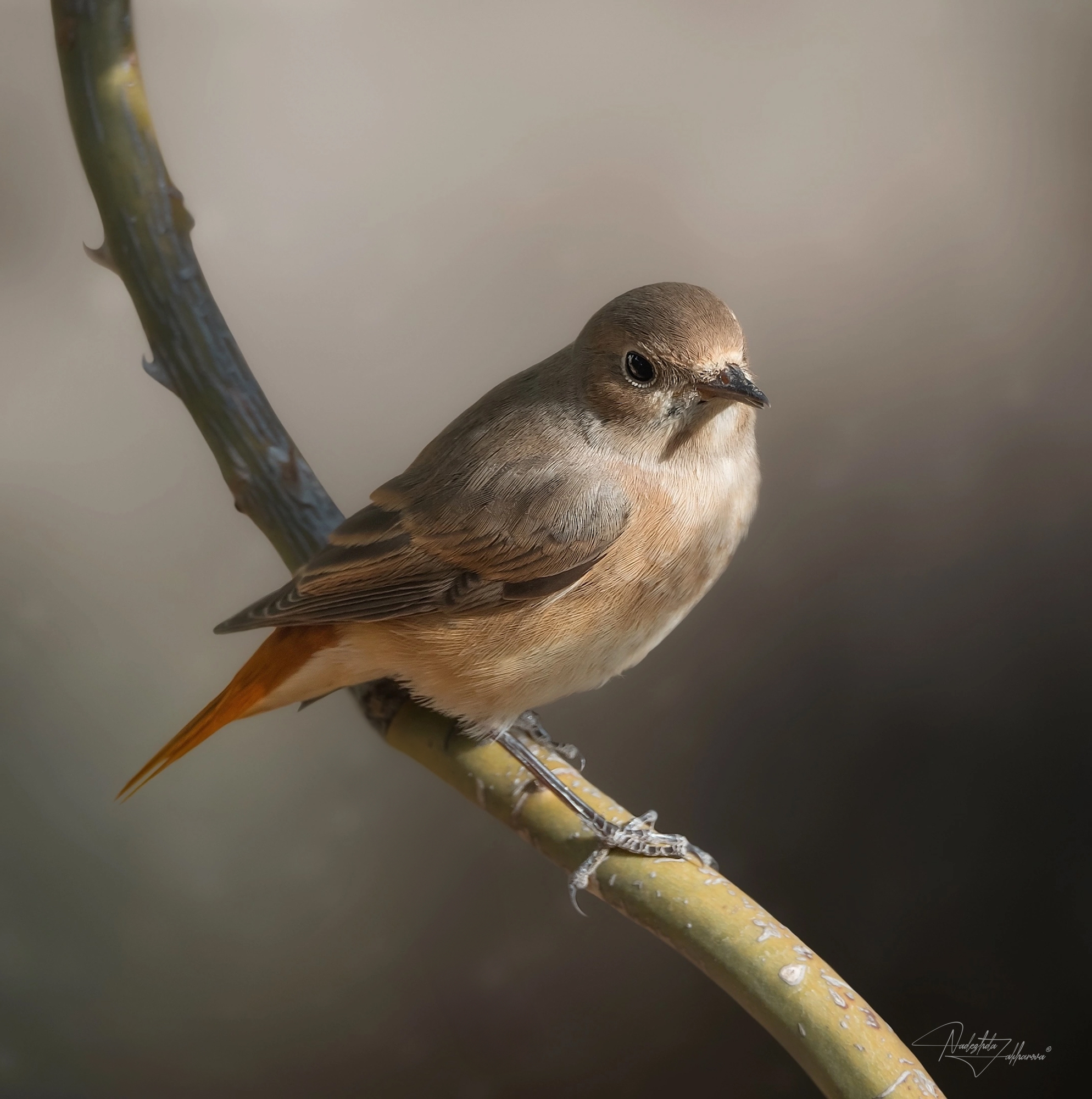 наблюдения за птицами, самка горихвостки, горихвостка, птицы, портреты птиц, эмоции, лето, время птенцов, птицы на гнездах, лето, Захарова Надежда