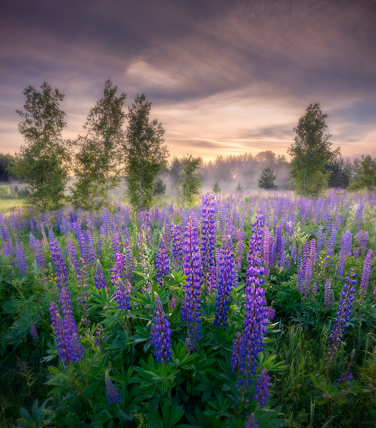 лето, июнь, цветы, люпины, туман, утро, Сергей Буторин