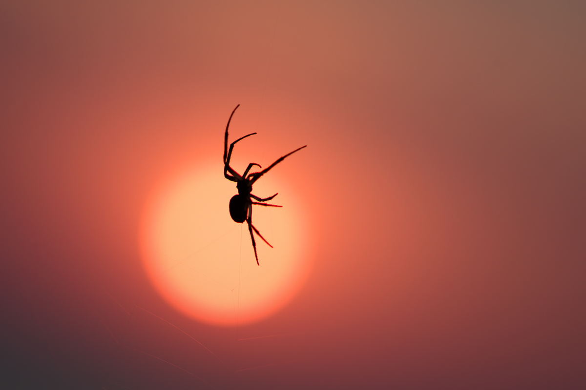 макро, паук, макрофотография, spider, macro, Хилько Марина